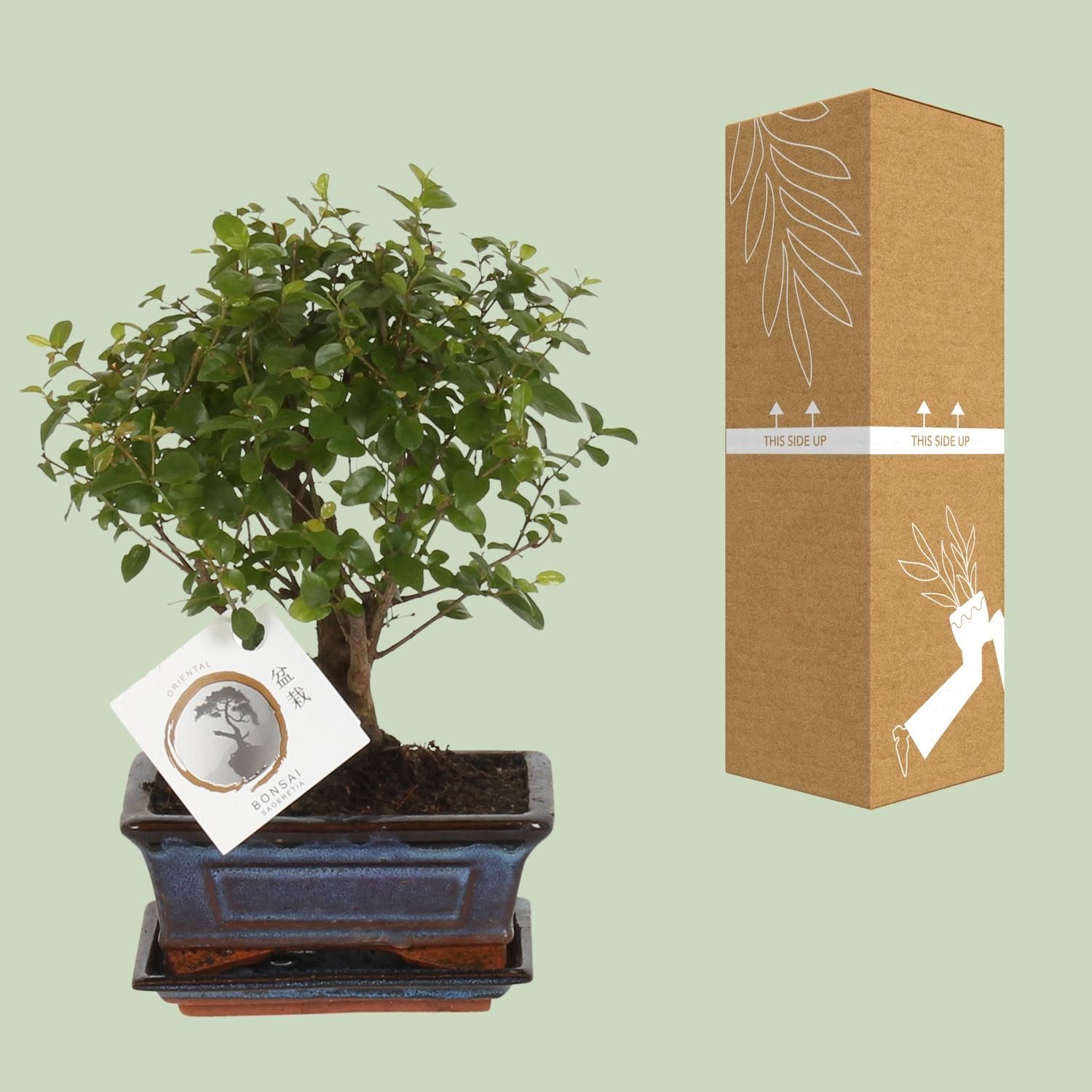 Bonsai Sageretia Kugelform