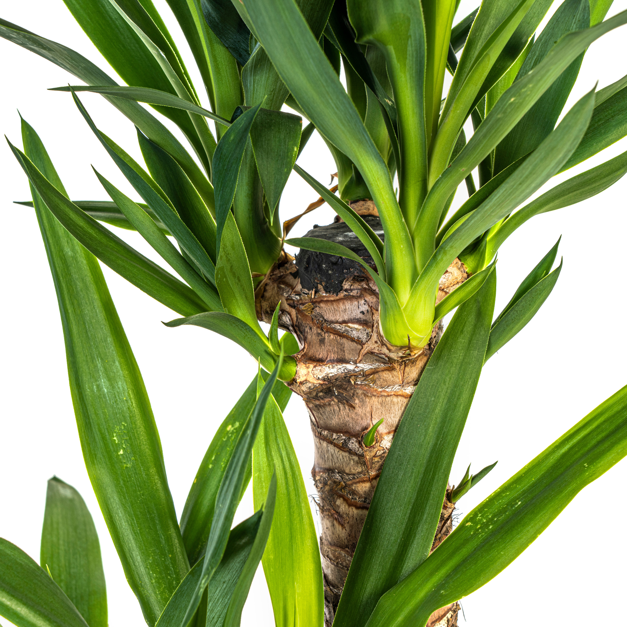 Yucca Elephantipes - 19cm Topf - 70-90cm Höhe - Robuste Zimmerpflanze