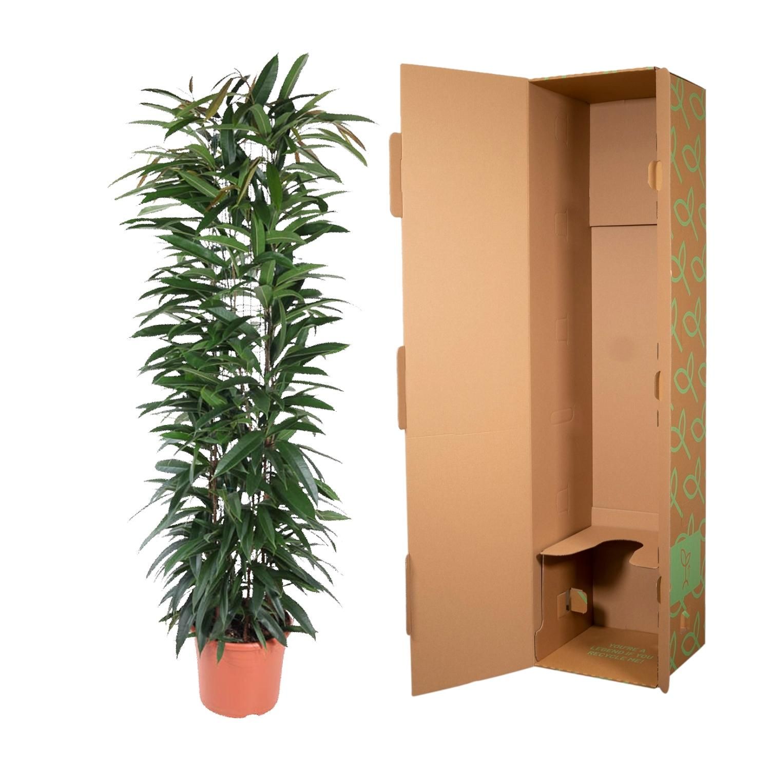 Ficus Alii King Säulenpflanze