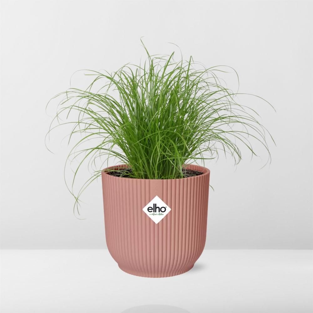 Cyperus alternifolius Schirmschilf Zimmerpflanze in Rosa Dekopot