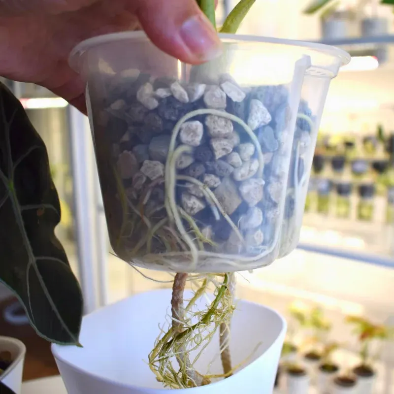 Selbstbewässernder Topf mit transparentem Einsatz für Wurzelkontrolle (Übertopf Farbe:Weiß, Topfdurchmesser in cm:7,5, Höhe in cm:8,5)