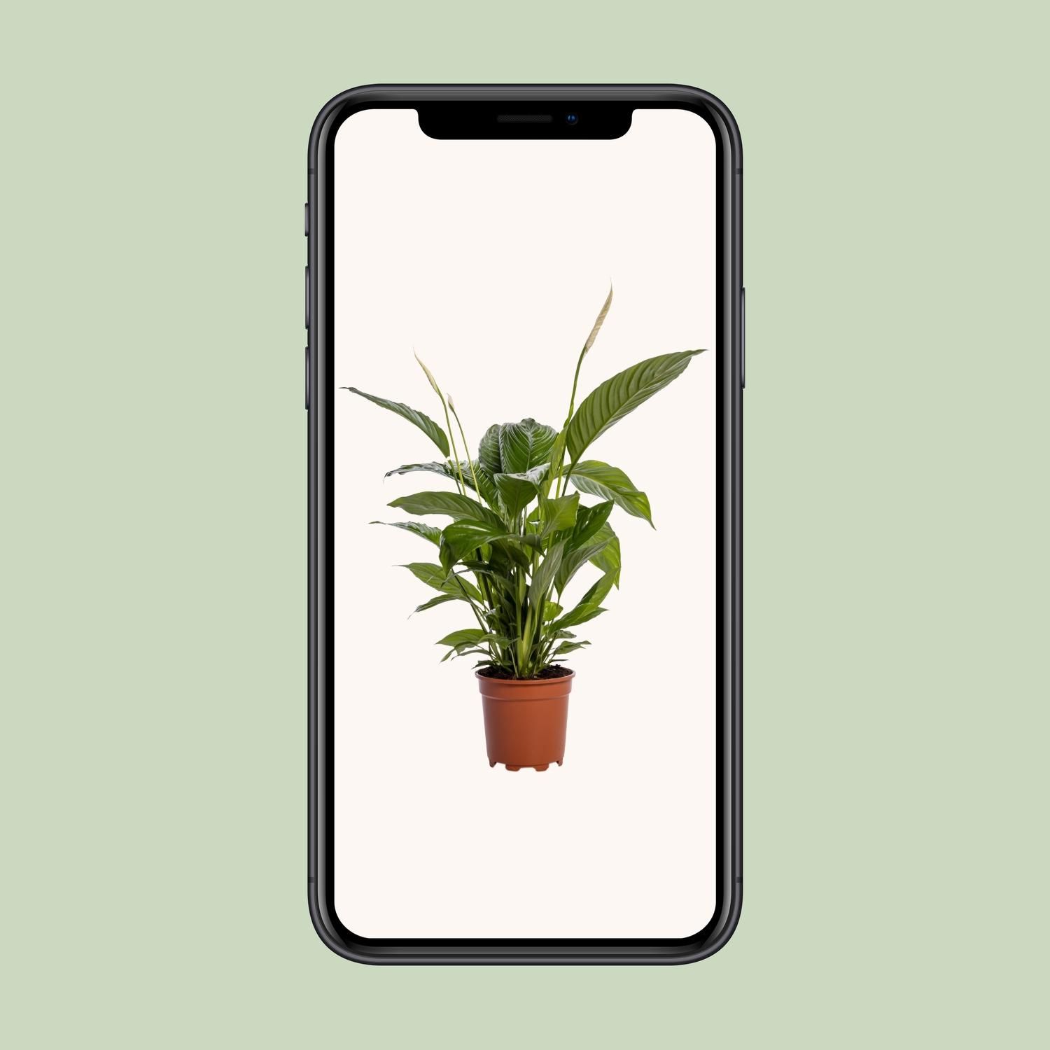 Spathiphyllum Bingo Cupido Friedenslilie