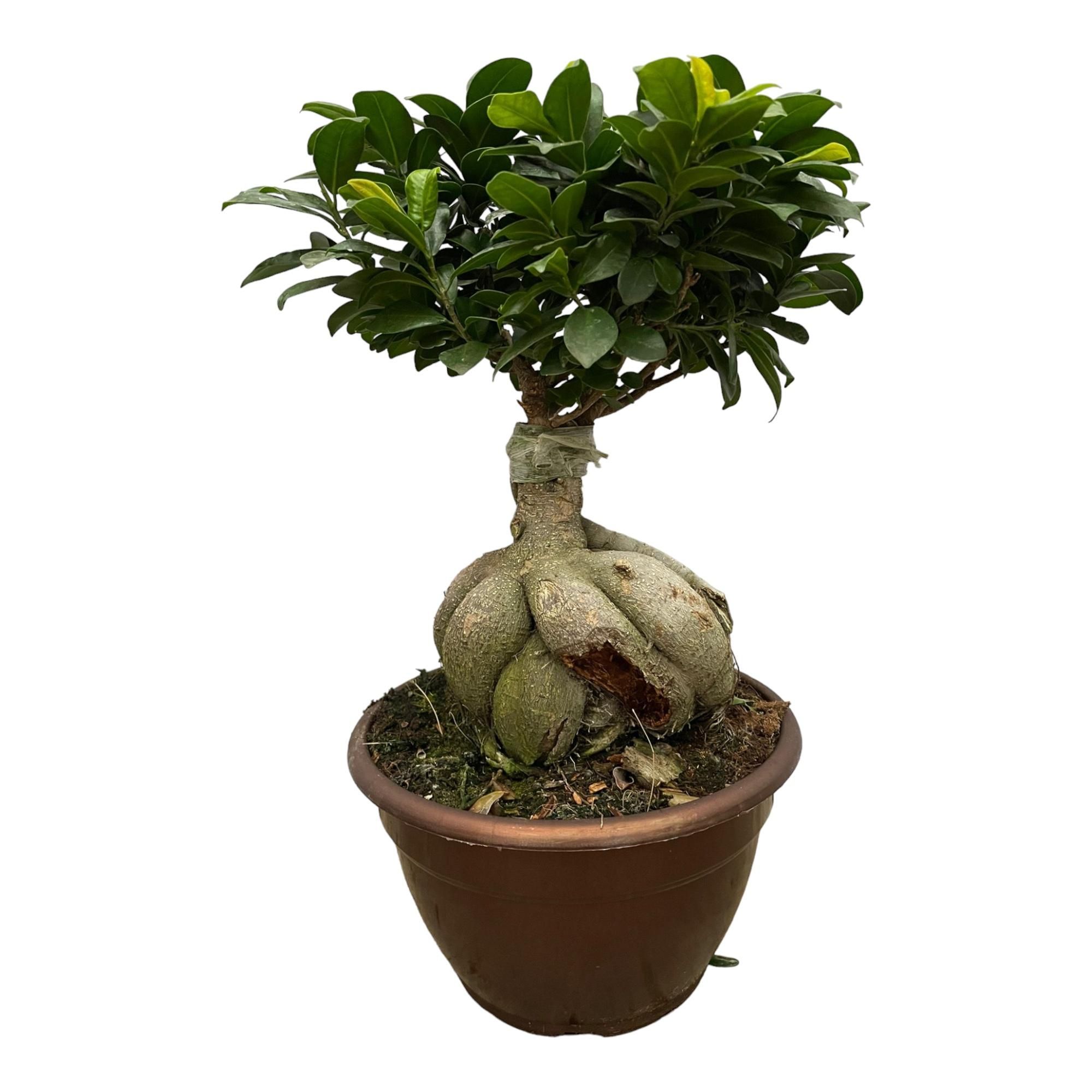 Ficus Microcarpa Ginseng Zimmerpflanze