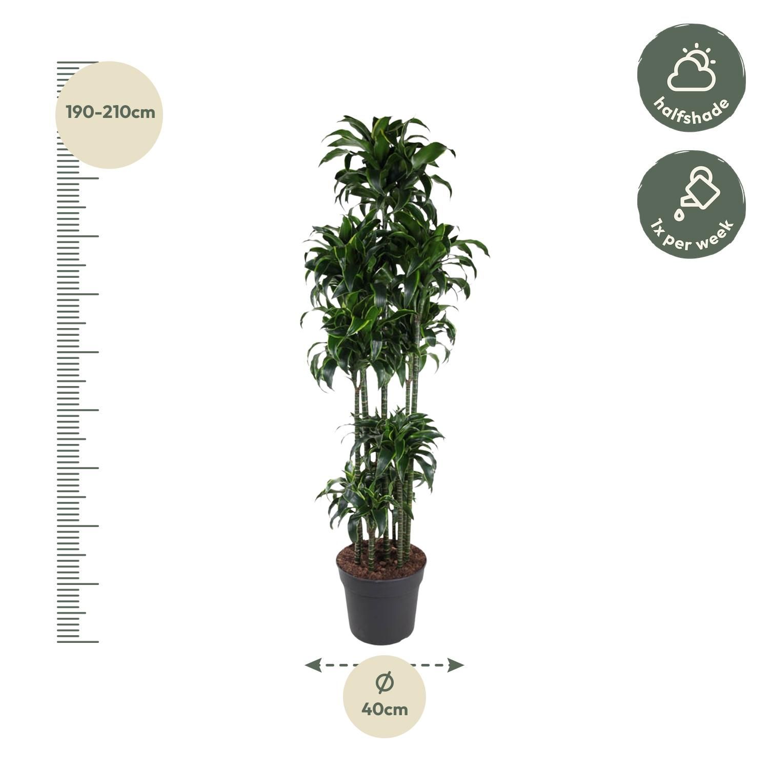 Dracaena Dorado – Elegante Zimmerpflanze mit Goldgrünen Blättern