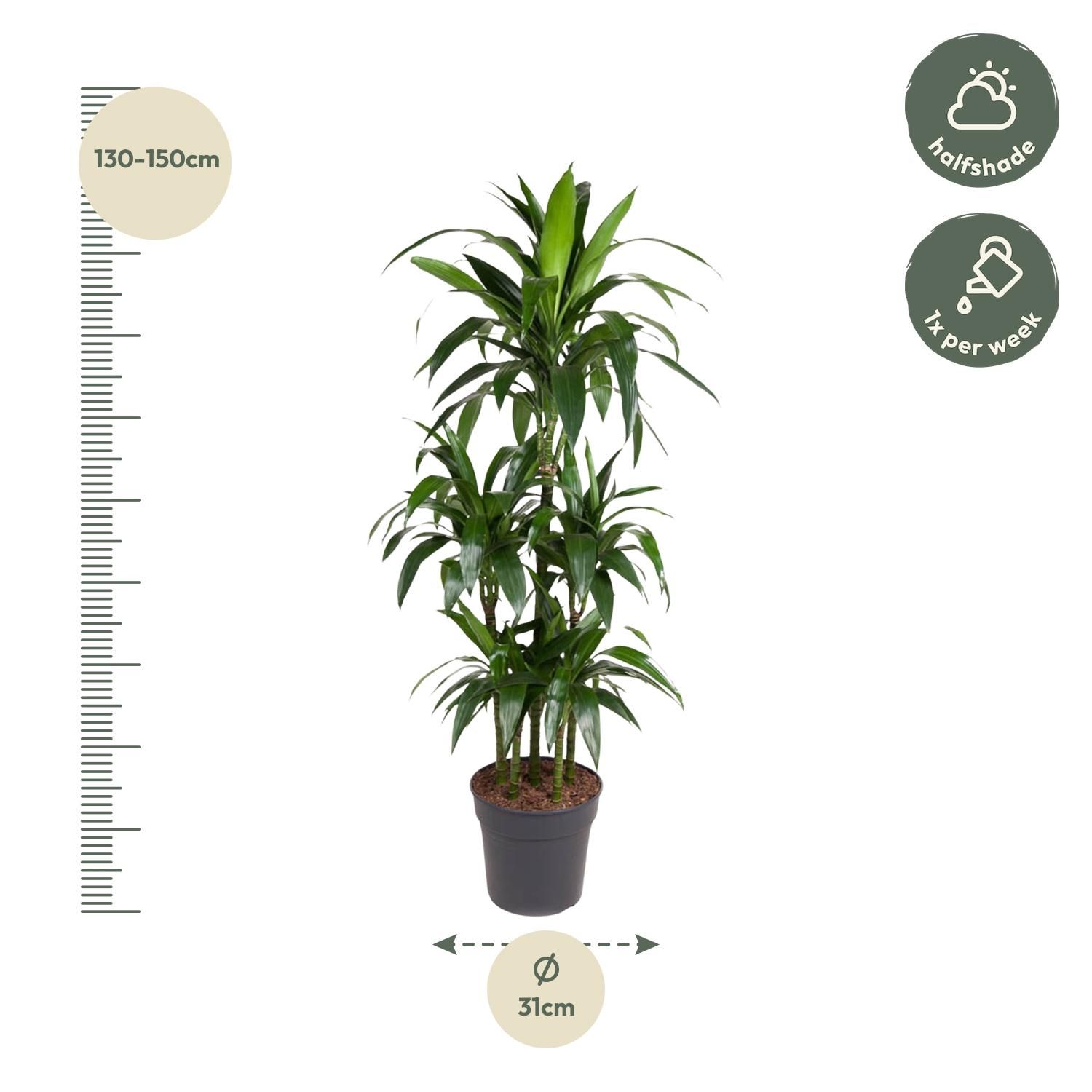 Dracaena Janet Craig Carrousel Zimmerpflanze