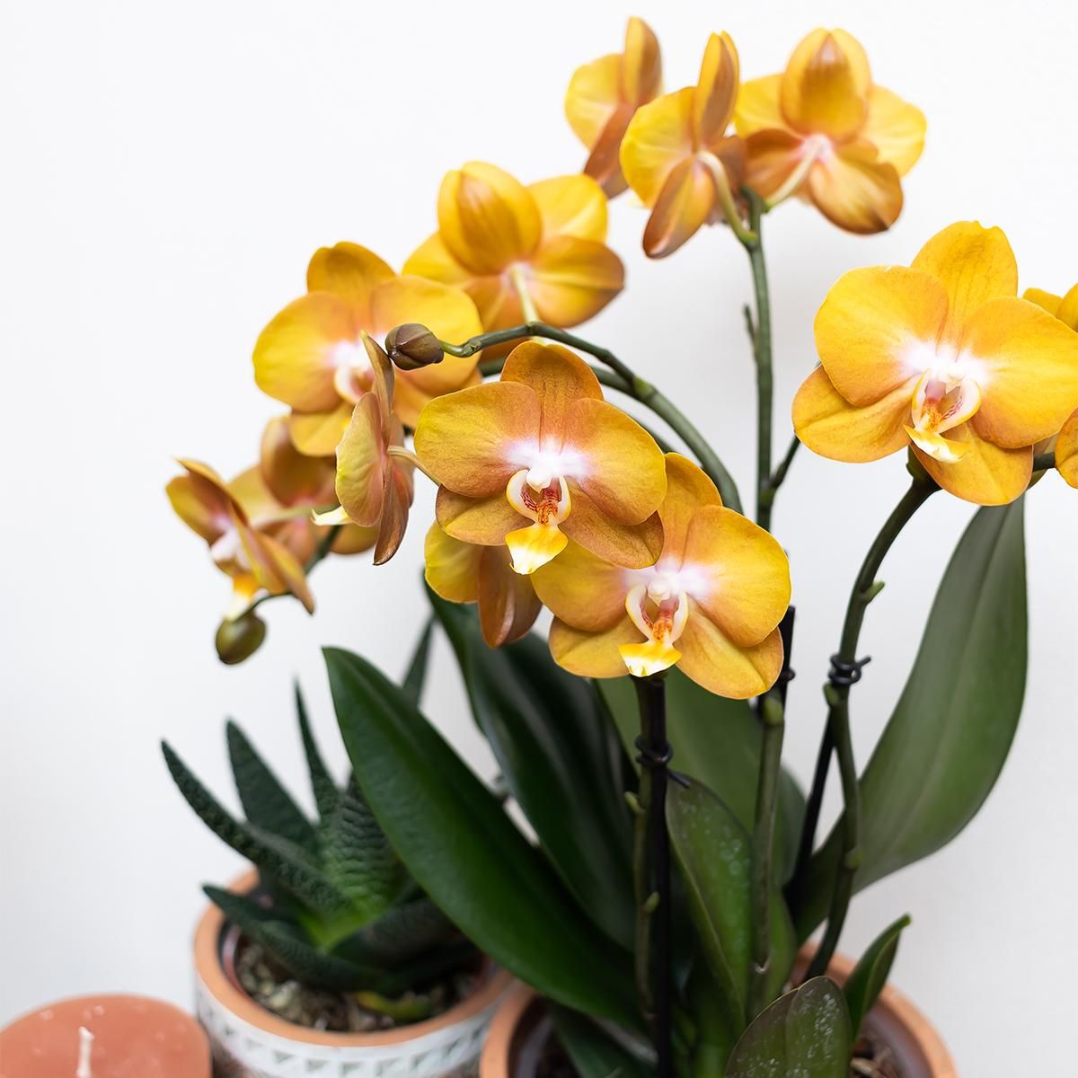 Phalaenopsis Orchidee Las Vegas in goldenem Groove Topf