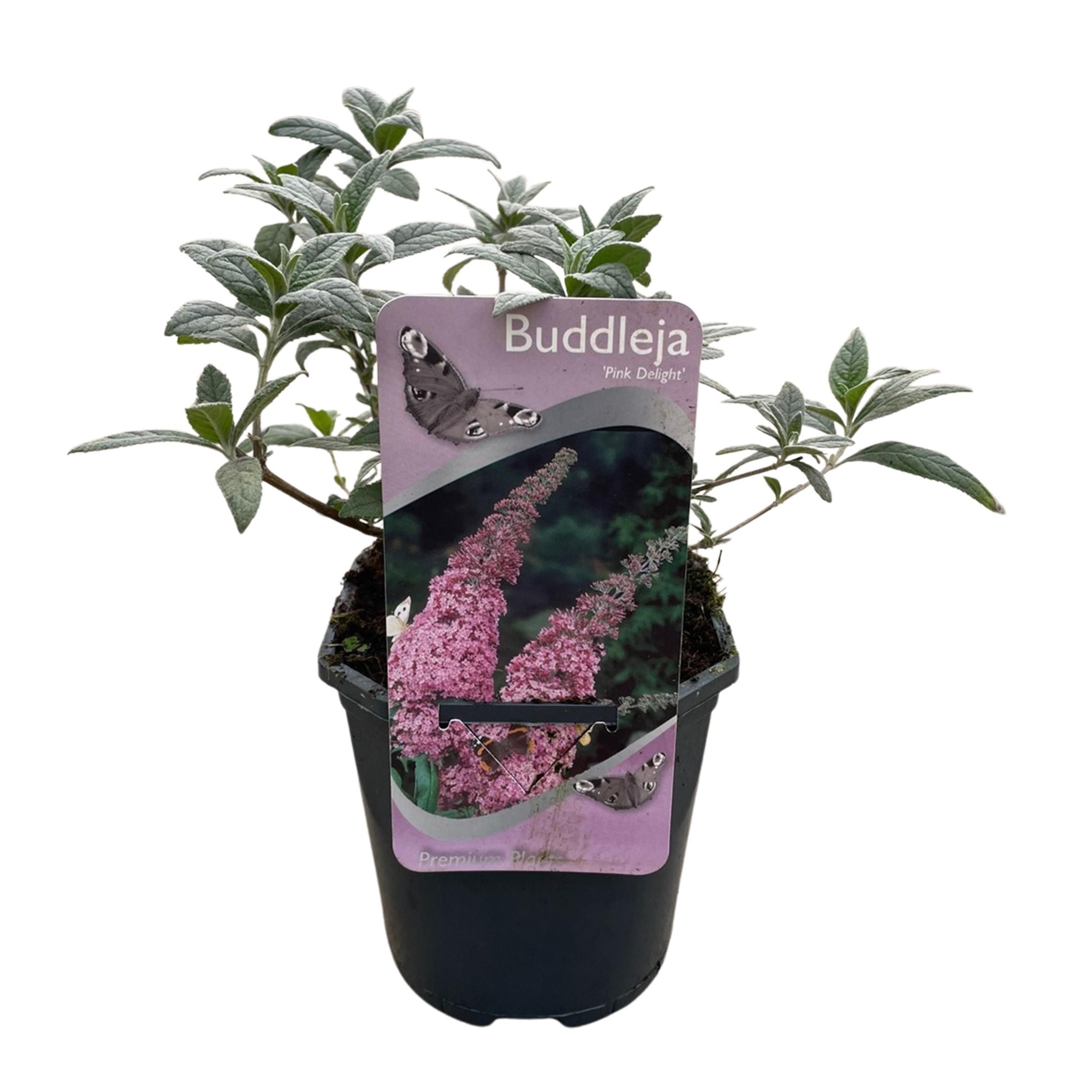 Schmetterlingsstrauch – Buddleja davidii Rosa – Schmetterlingsanziehend