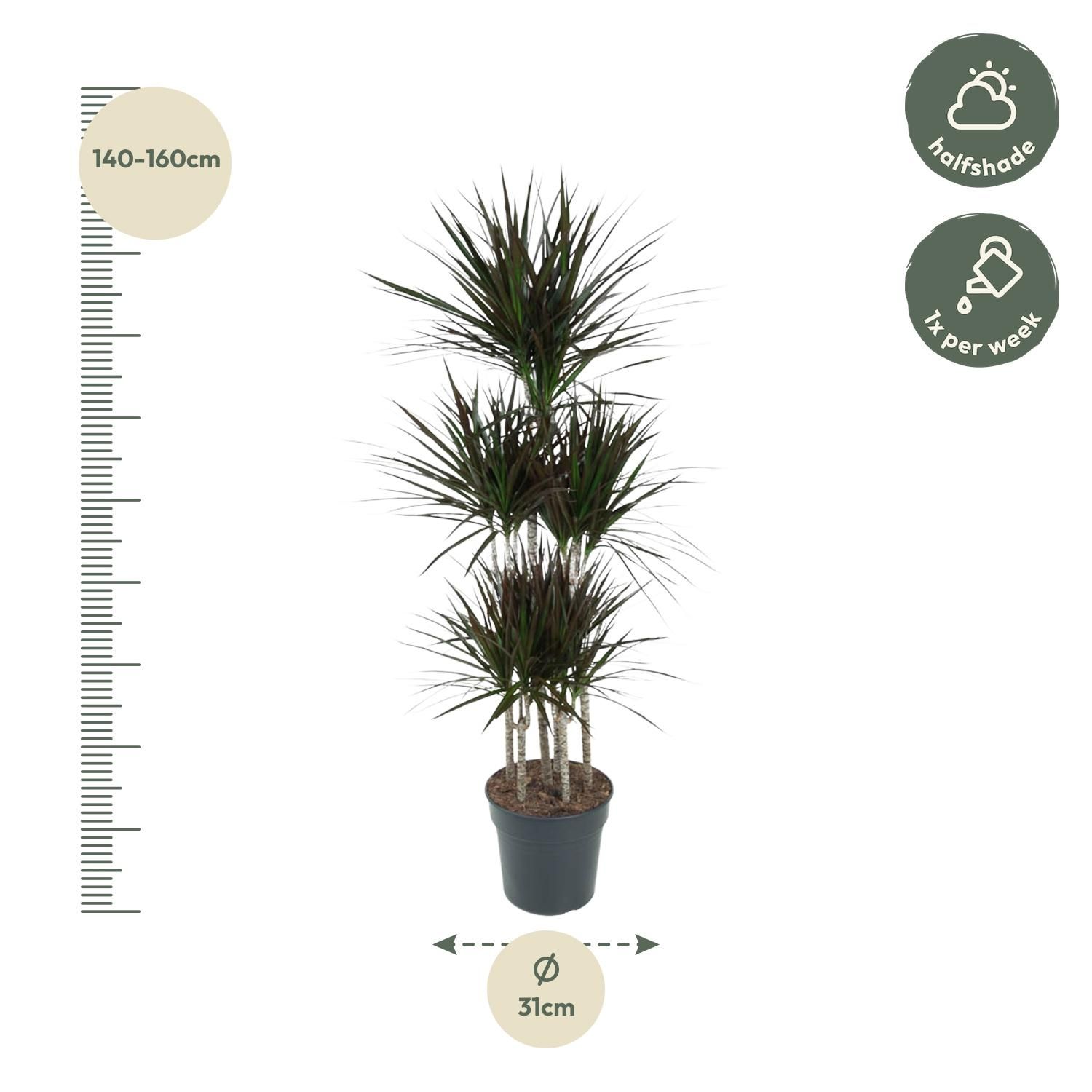 Dracaena Magenta Carrousel Zimmerpflanze