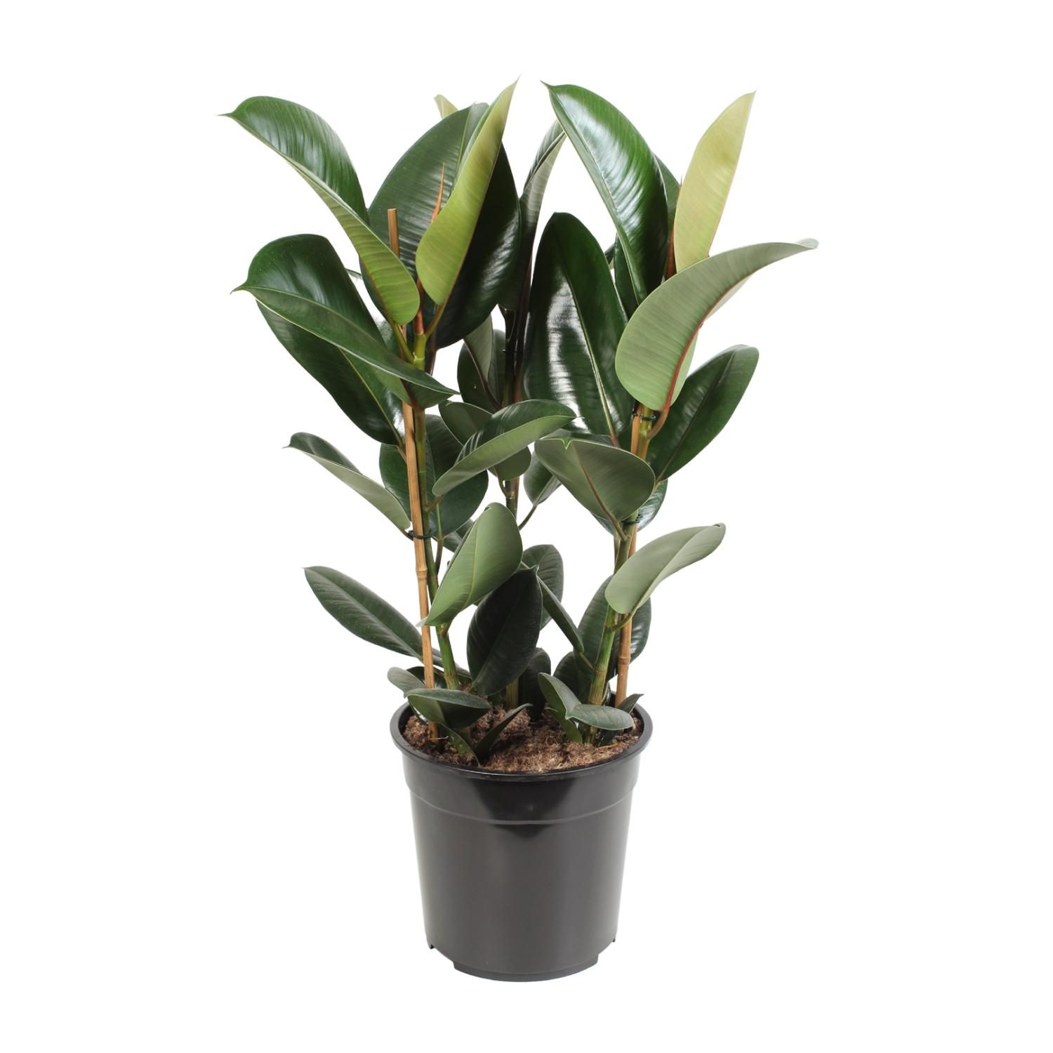 Ficus Elastica Robusta Zimmerpflanze