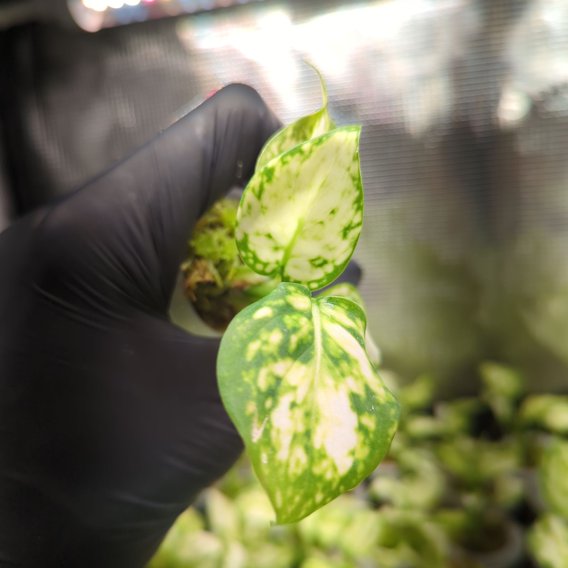 Aglaonema commutatum White Valentine + selbstbewässernder Übertopf