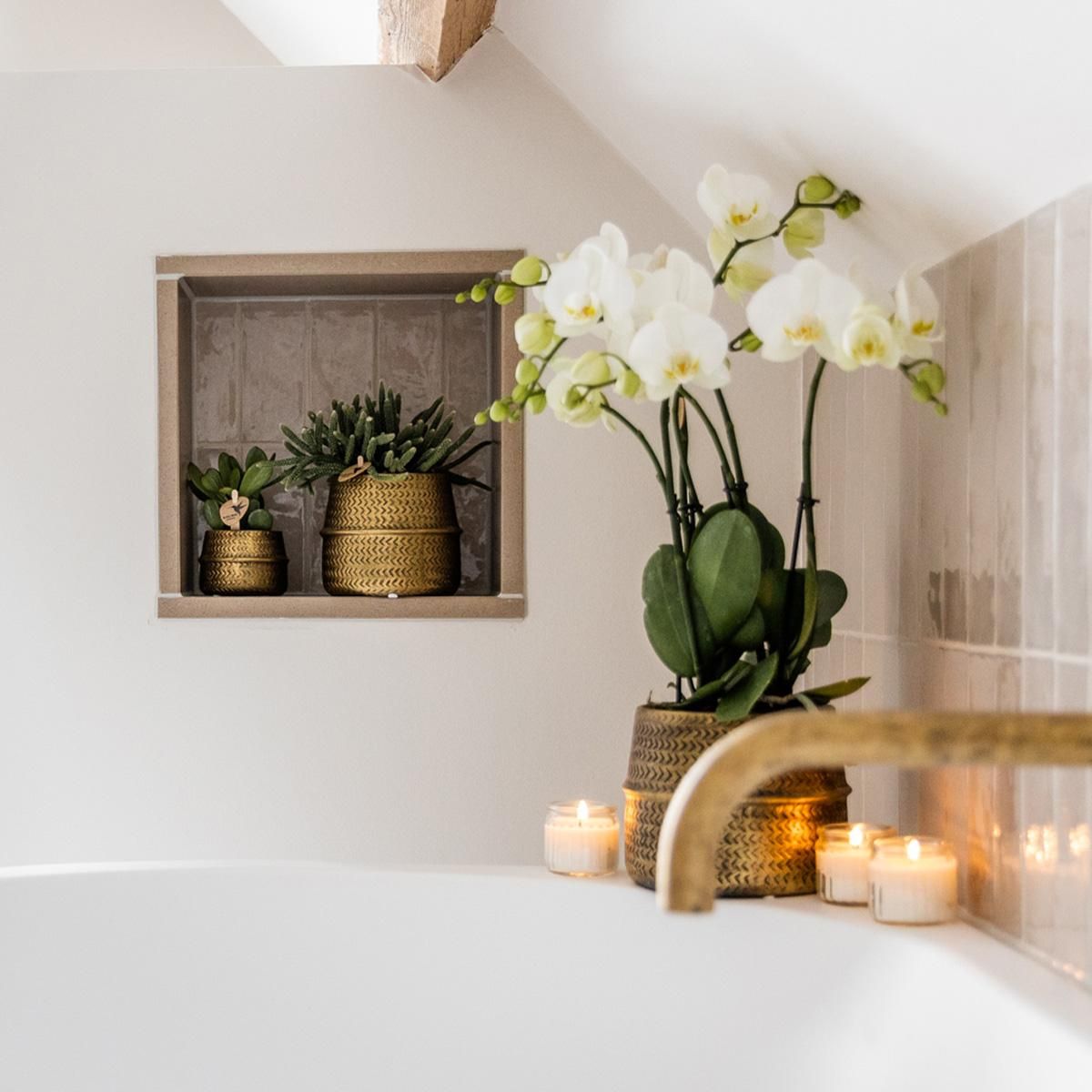 Weiße Phalaenopsis Orchidee in stilvollem Groove-Ziertopf