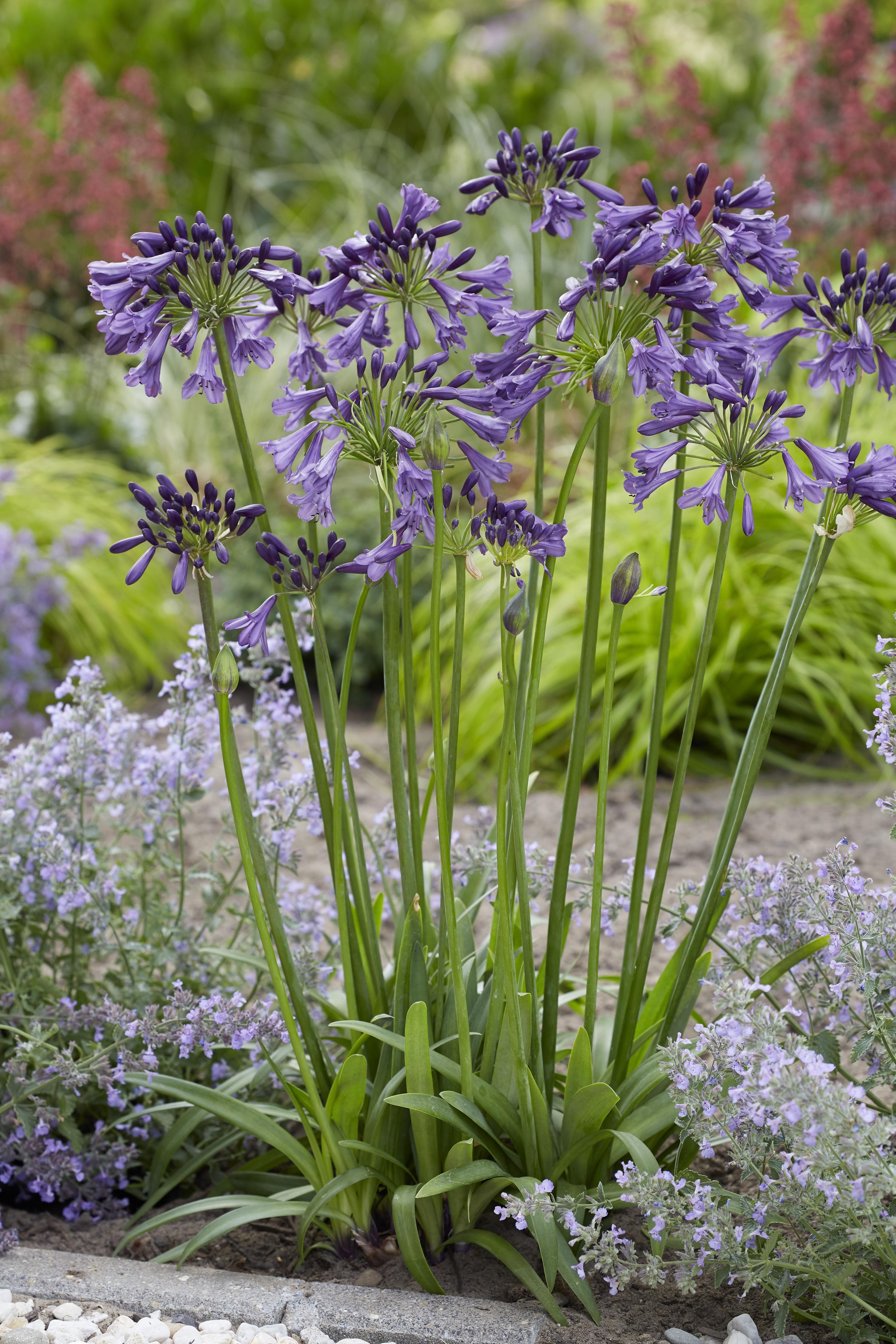 Agapanthus Poppin Purple mit intensiven lila Blüten
