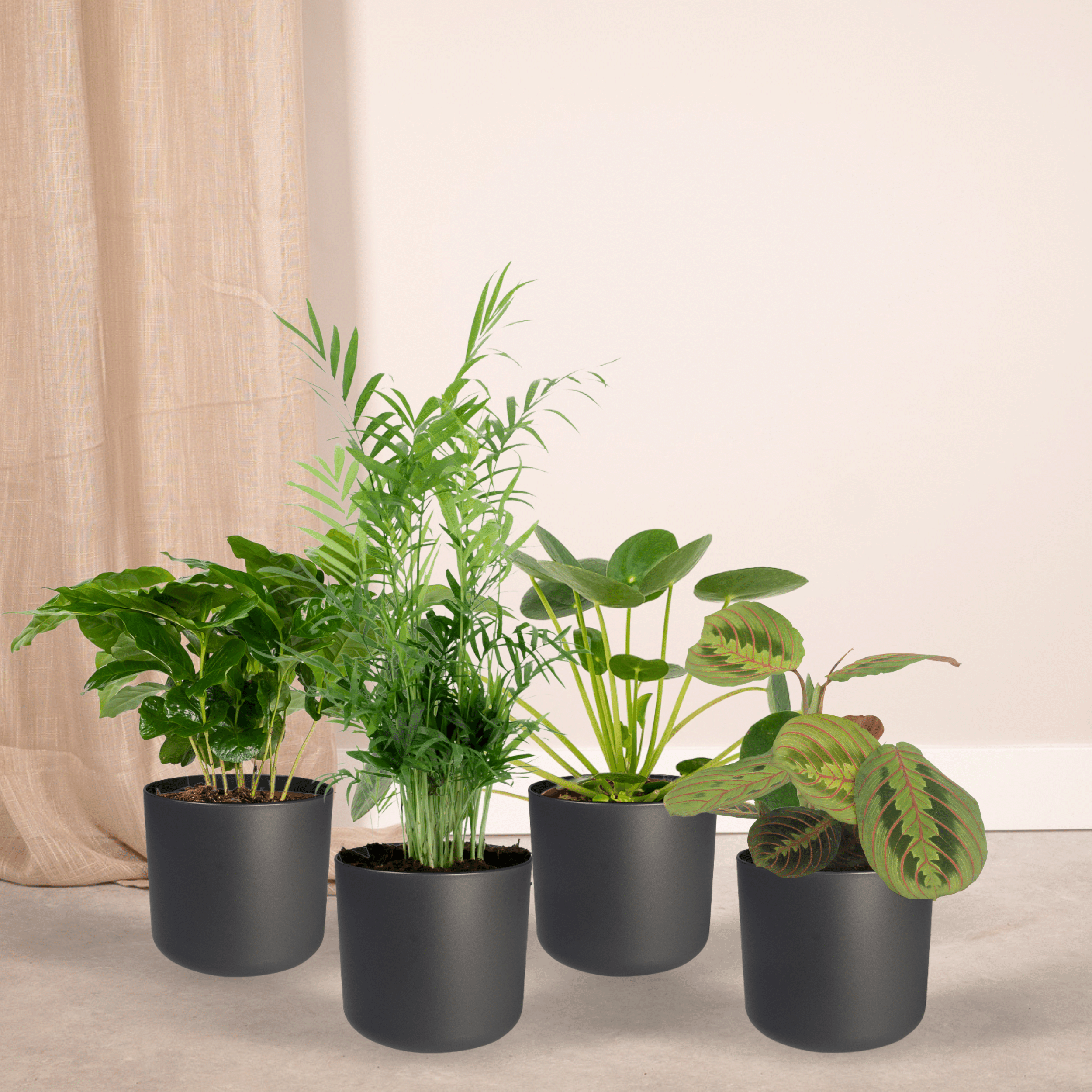 Tierfreundliche Pflanzen Box 4 Stück – Ø12cm – ↕20-40cm