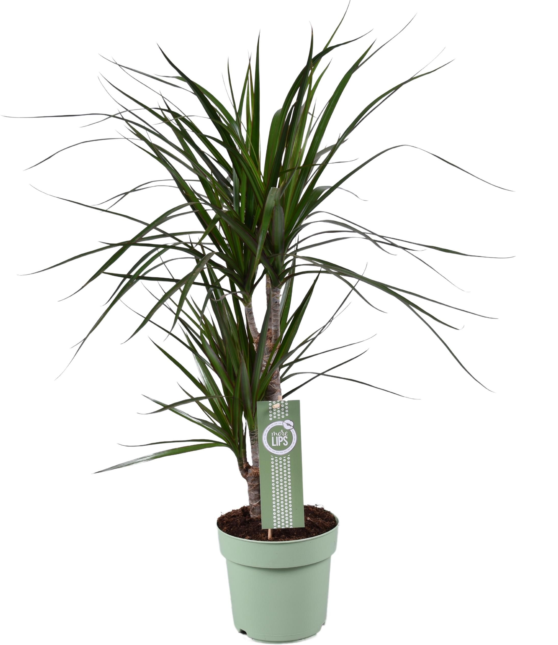 Dracaena Marginata – Stilvolle Zimmerpflanze mit exotischem Flair