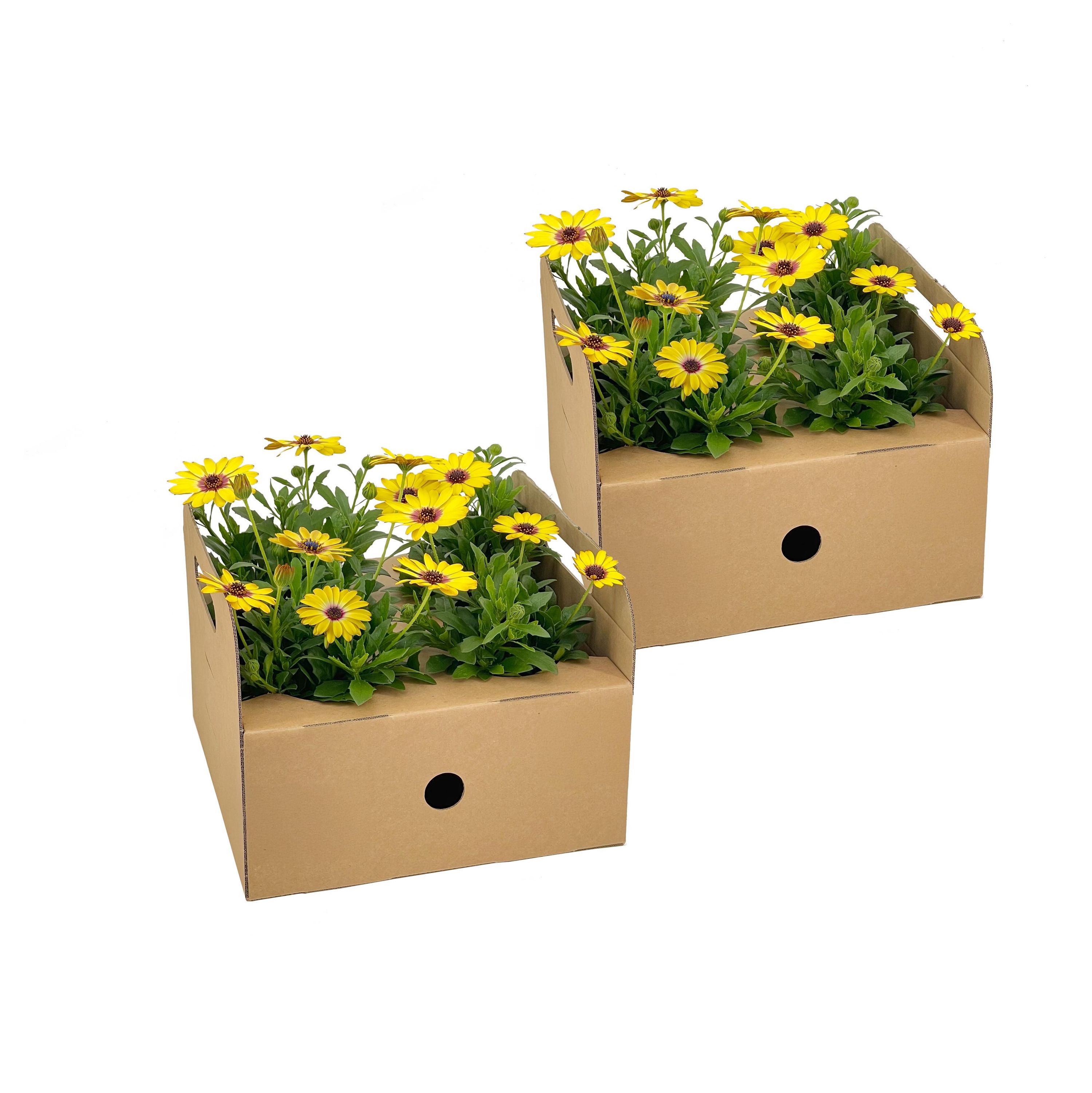 8x Osteospermum Gelb – Buschig & Blühfreudig – Ø12cm Topf