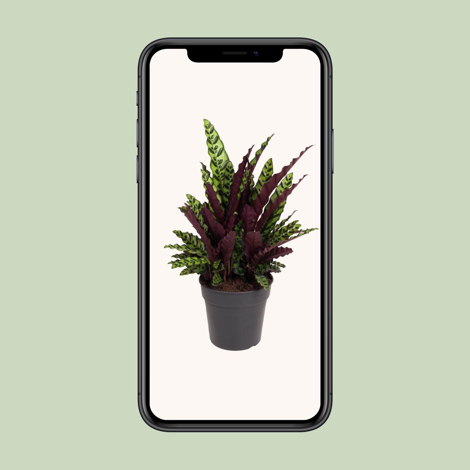 Calathea lancifolia – Tropische Zimmerpflanze