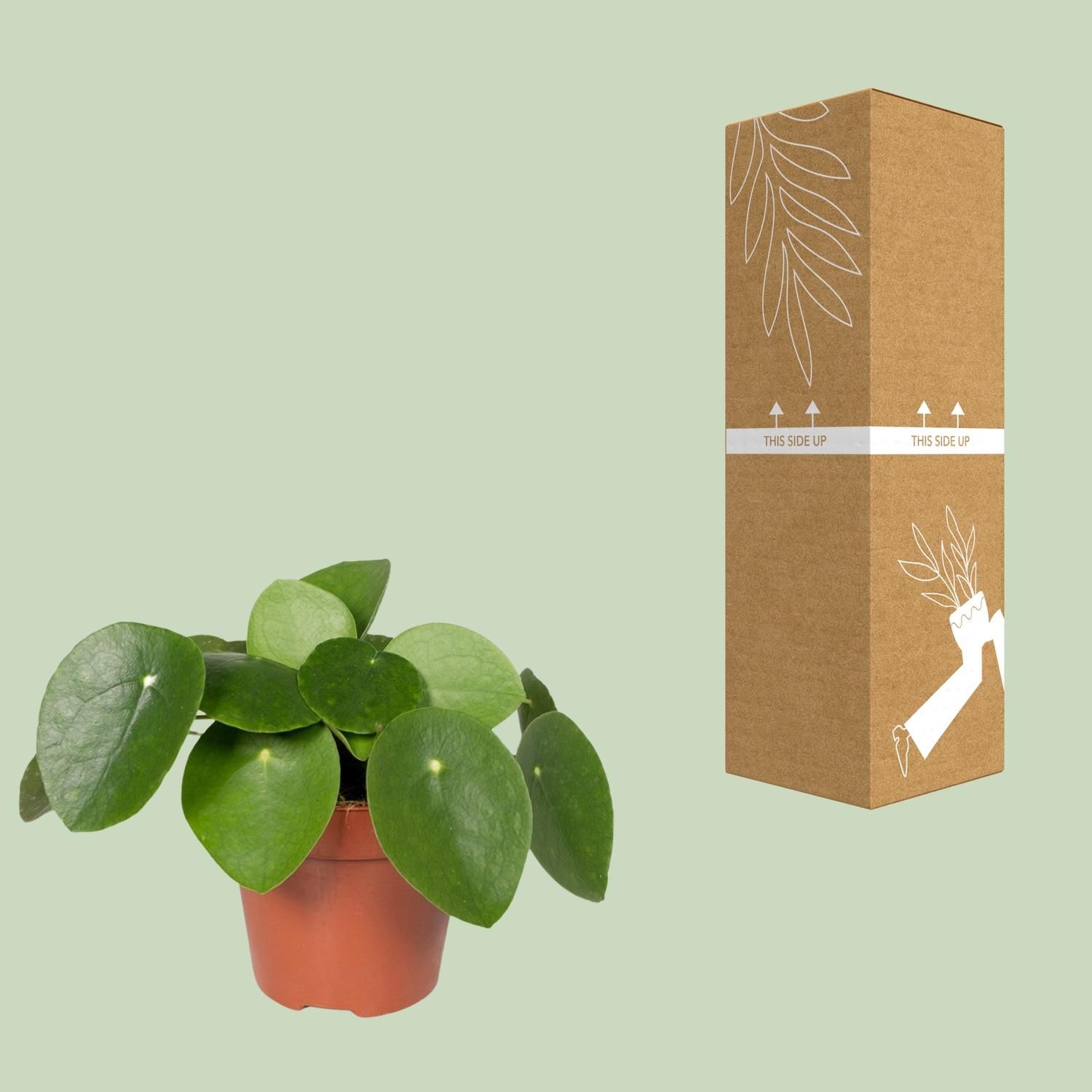 Pilea Peperomiodes Zimmerpflanze - Pfannkuchenpflanze