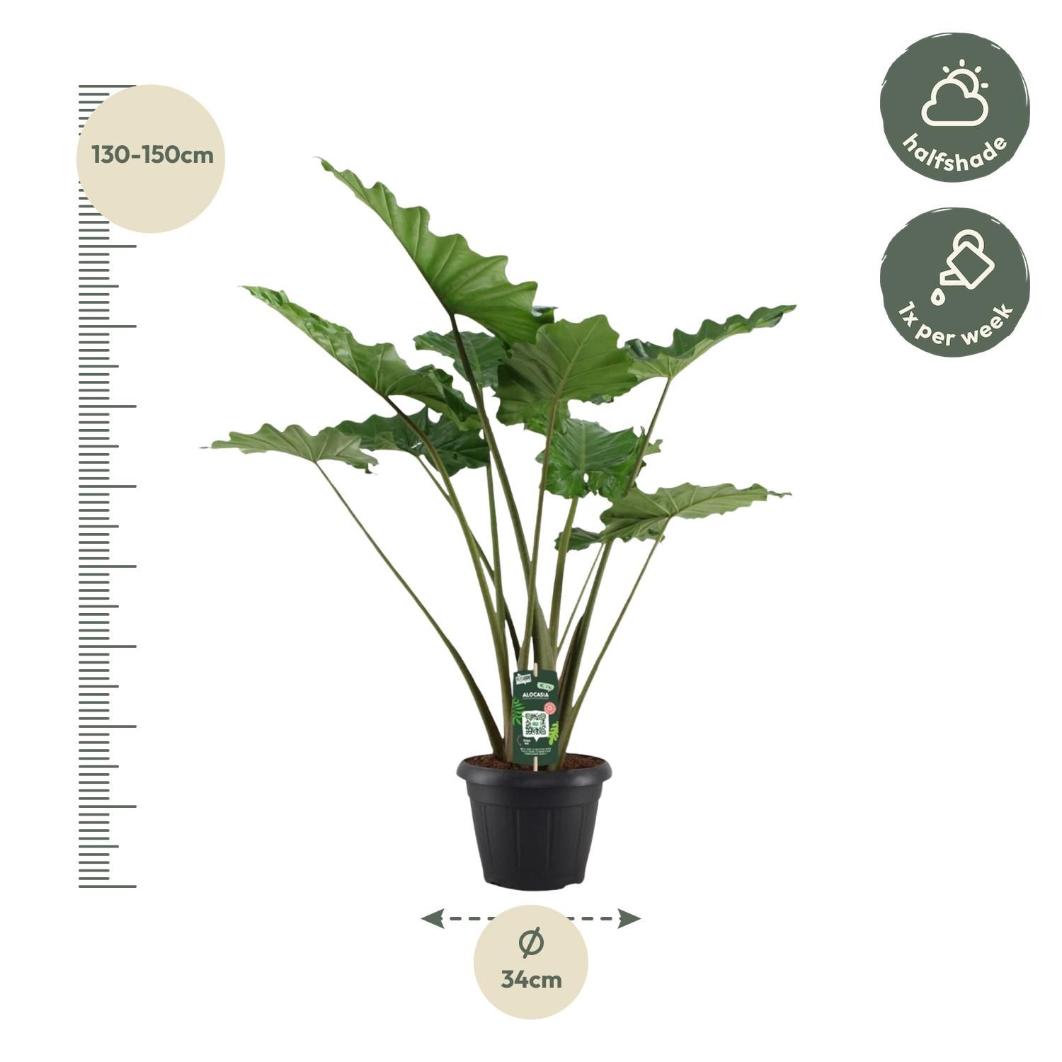 Alocasia Portodora Zimmerpflanze
