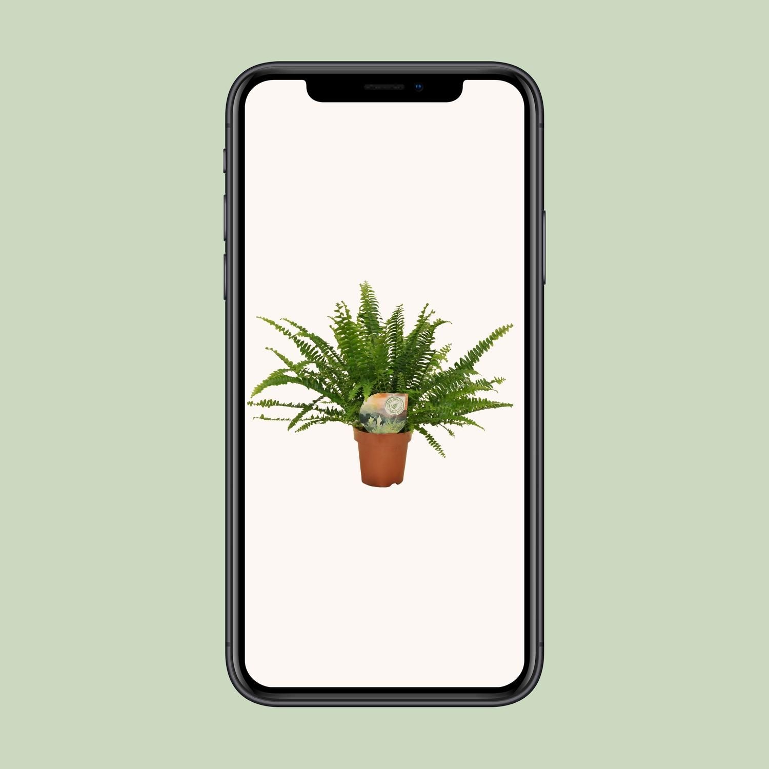Boston Farn Nephrolepis Green Lady Zimmerpflanze