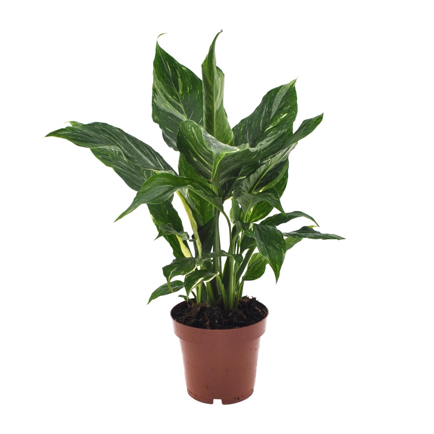 Friedenslilie Spathiphyllum – Elegante Zimmerpflanze
