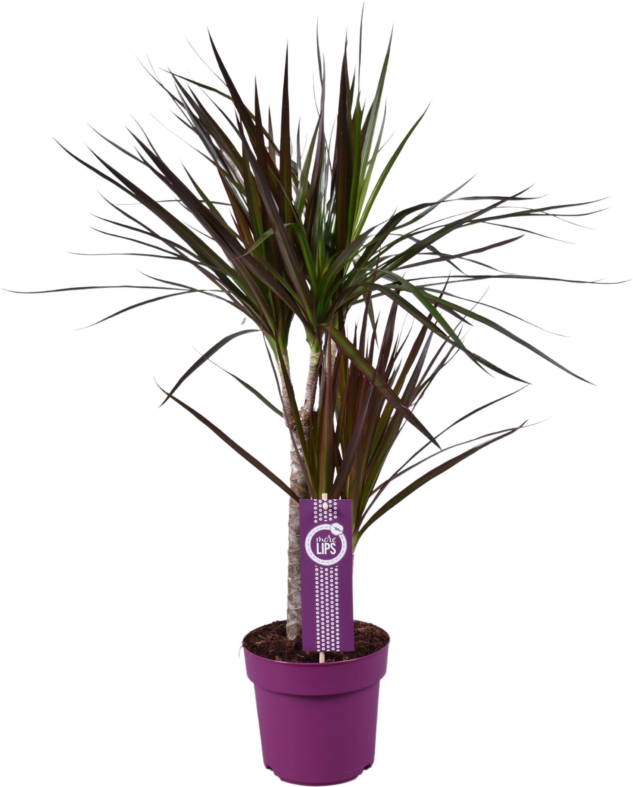 Dracaena Magenta Zimmerpflanze