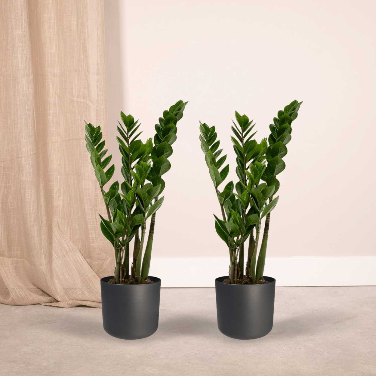Zamioculcas Zimmerpflanze Smaragdpalme