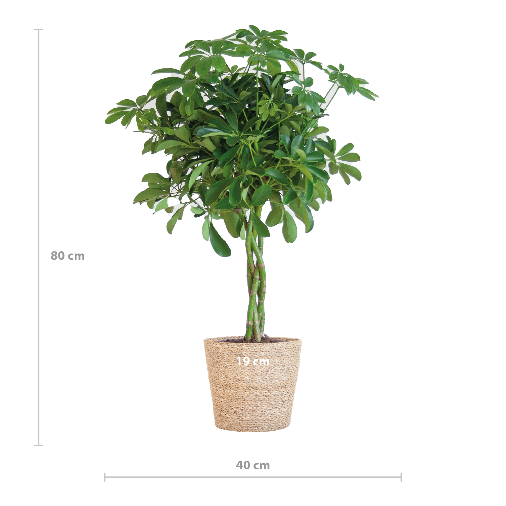 Bergpalme im Korb 'Sofia Natur' – 70cm – Ø21
