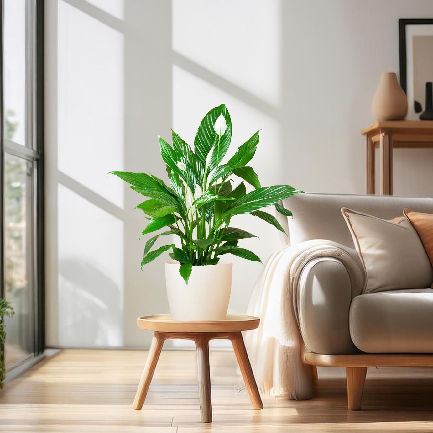 Spathiphyllum mit Viber weiß – 80 cm Höhe – Ø21 Topf