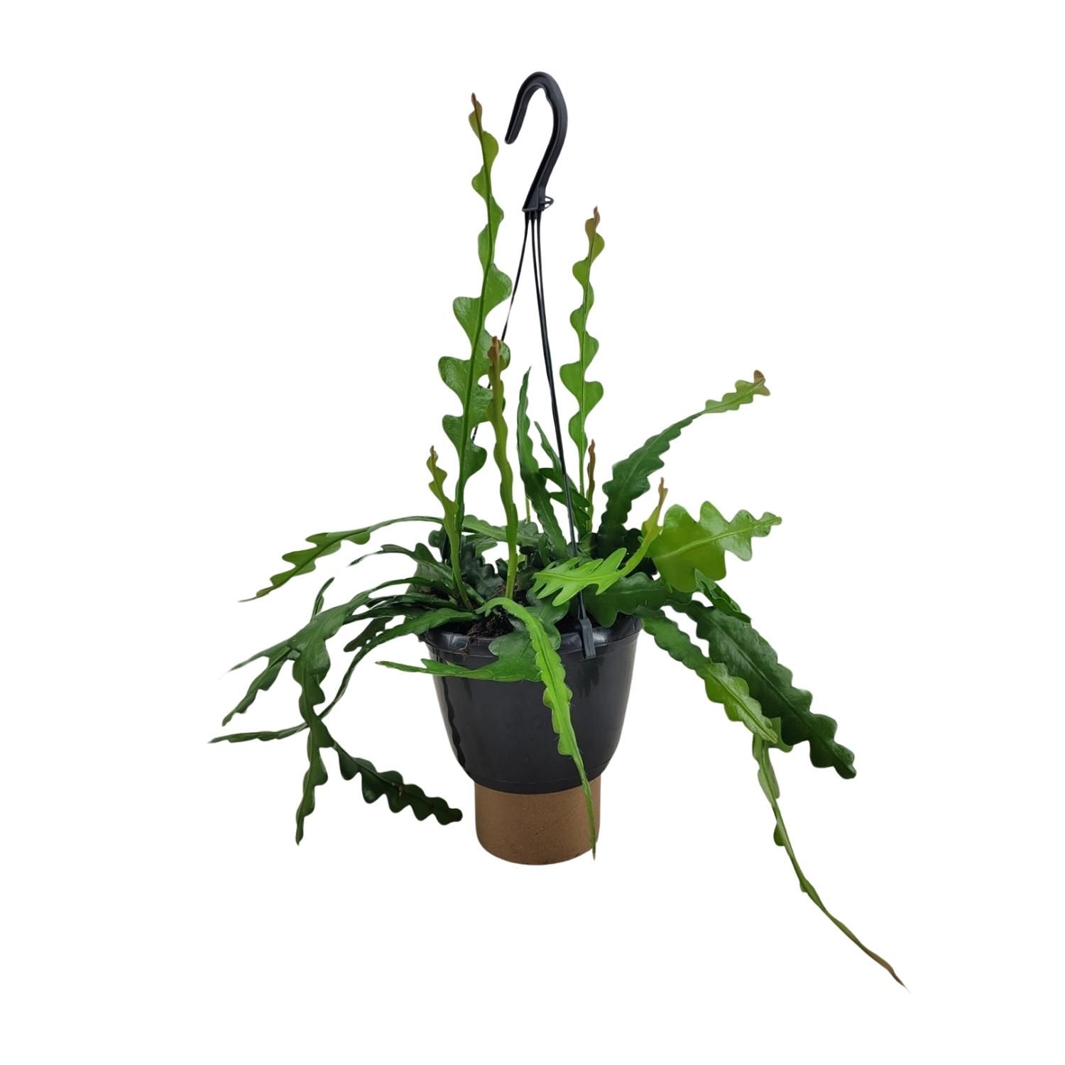 Epiphyllum Anguliger Fischgrätenkaktus