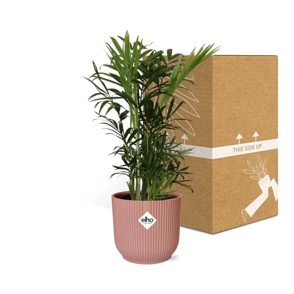 Zwergbergpalme Chamaedorea Elegans im ELHO Vibes Fold Topf