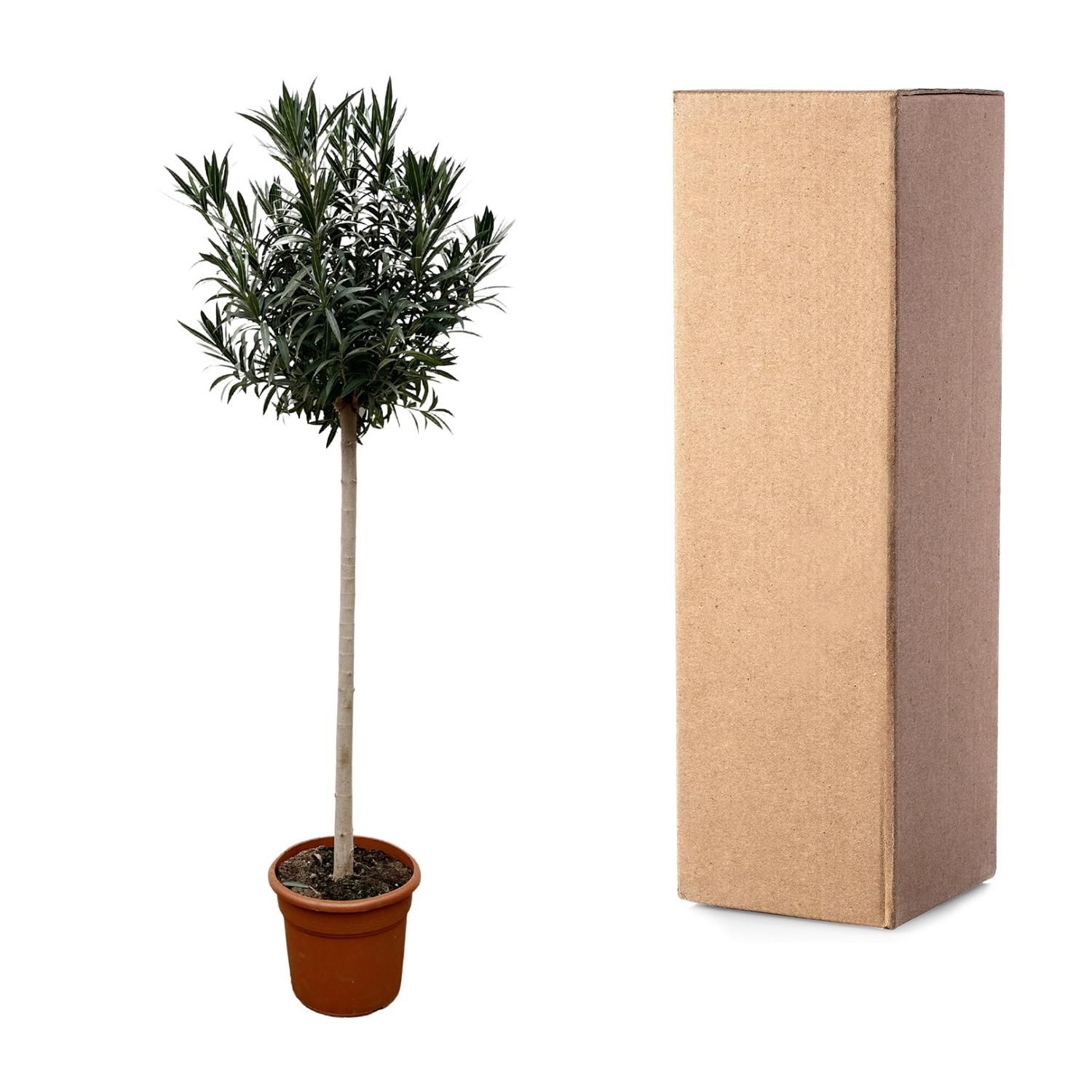Nerium Oleander mit rosafarbenen Blüten