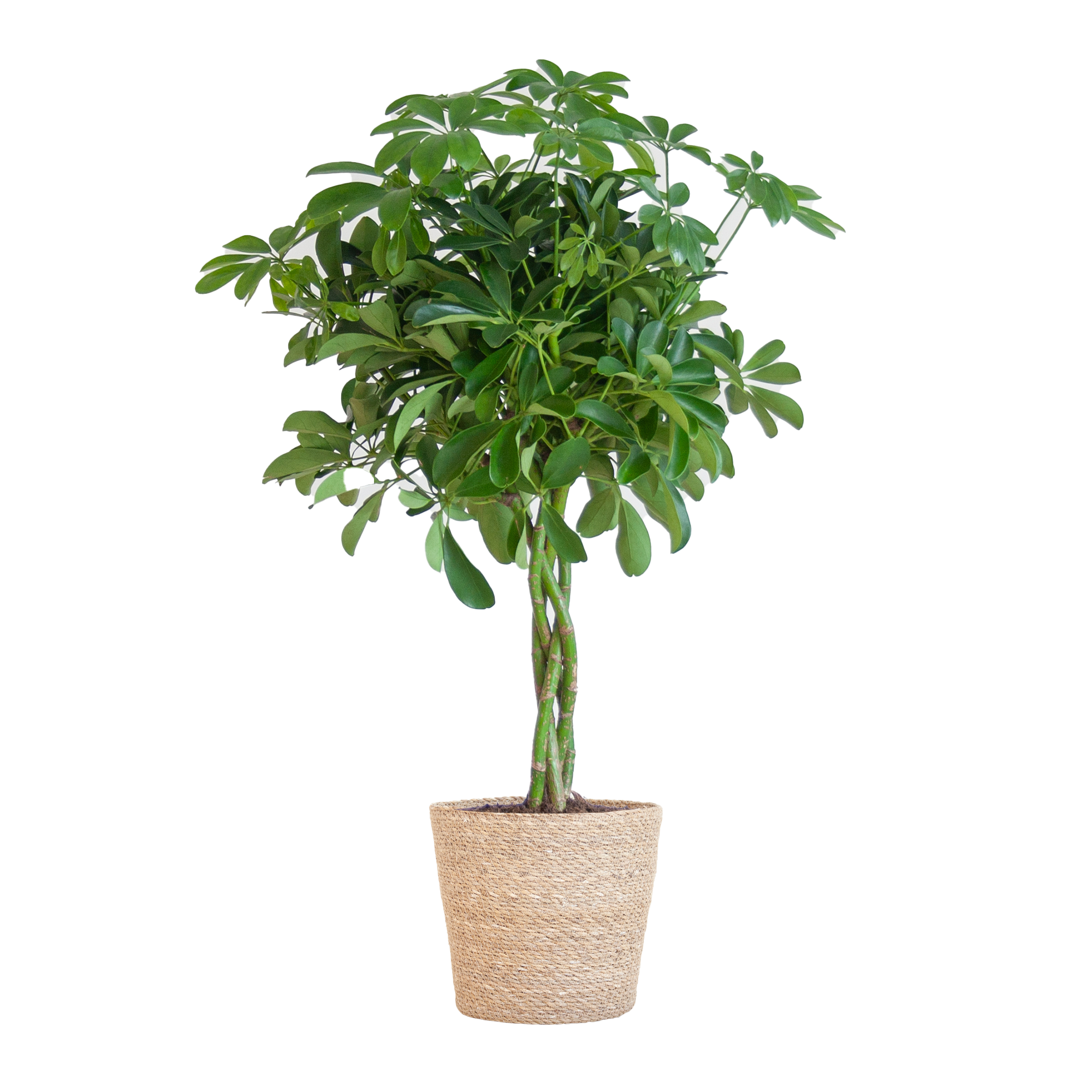Bergpalme im Korb 'Sofia Natur' – 70cm – Ø21