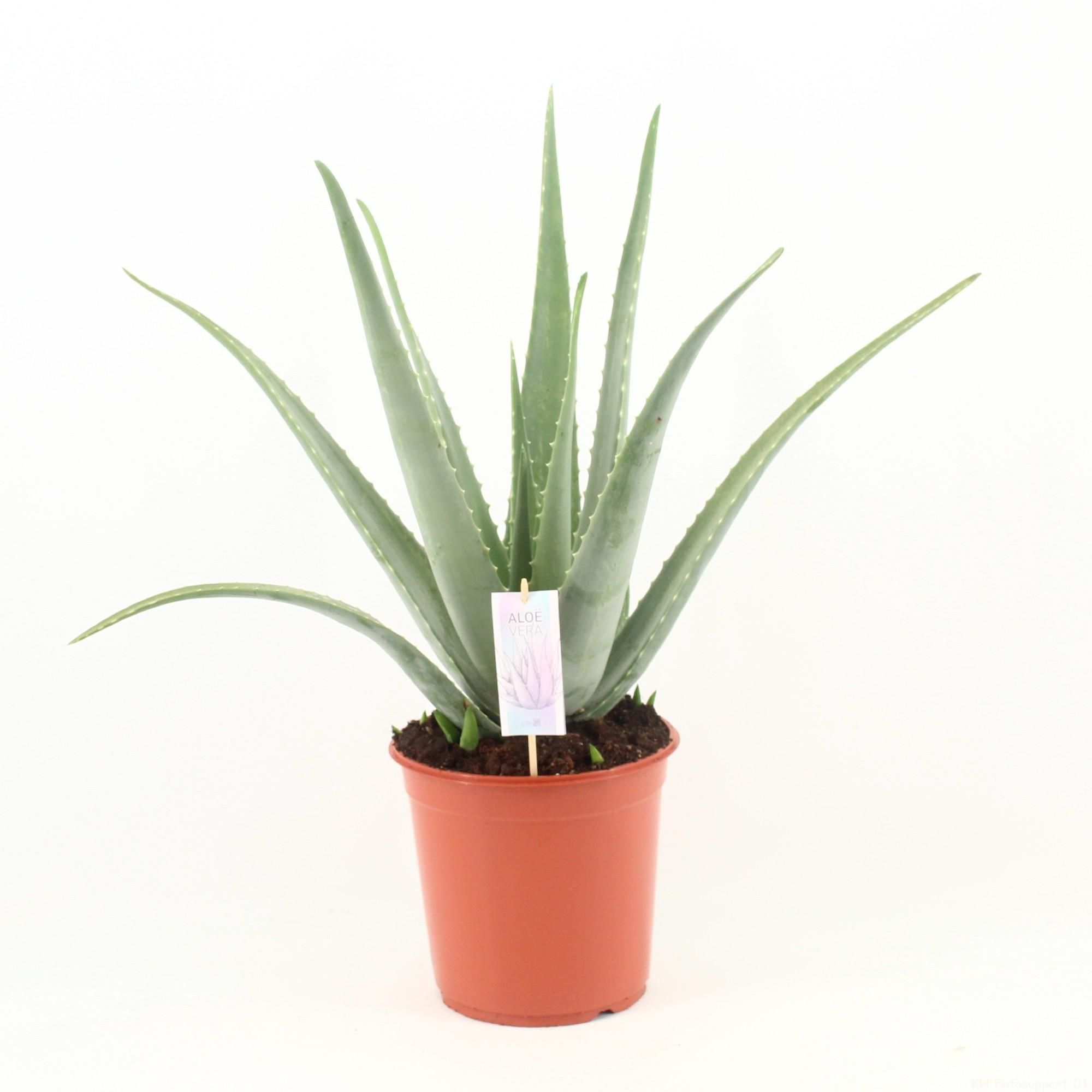 Aloe Vera Sukkulente Pflanze