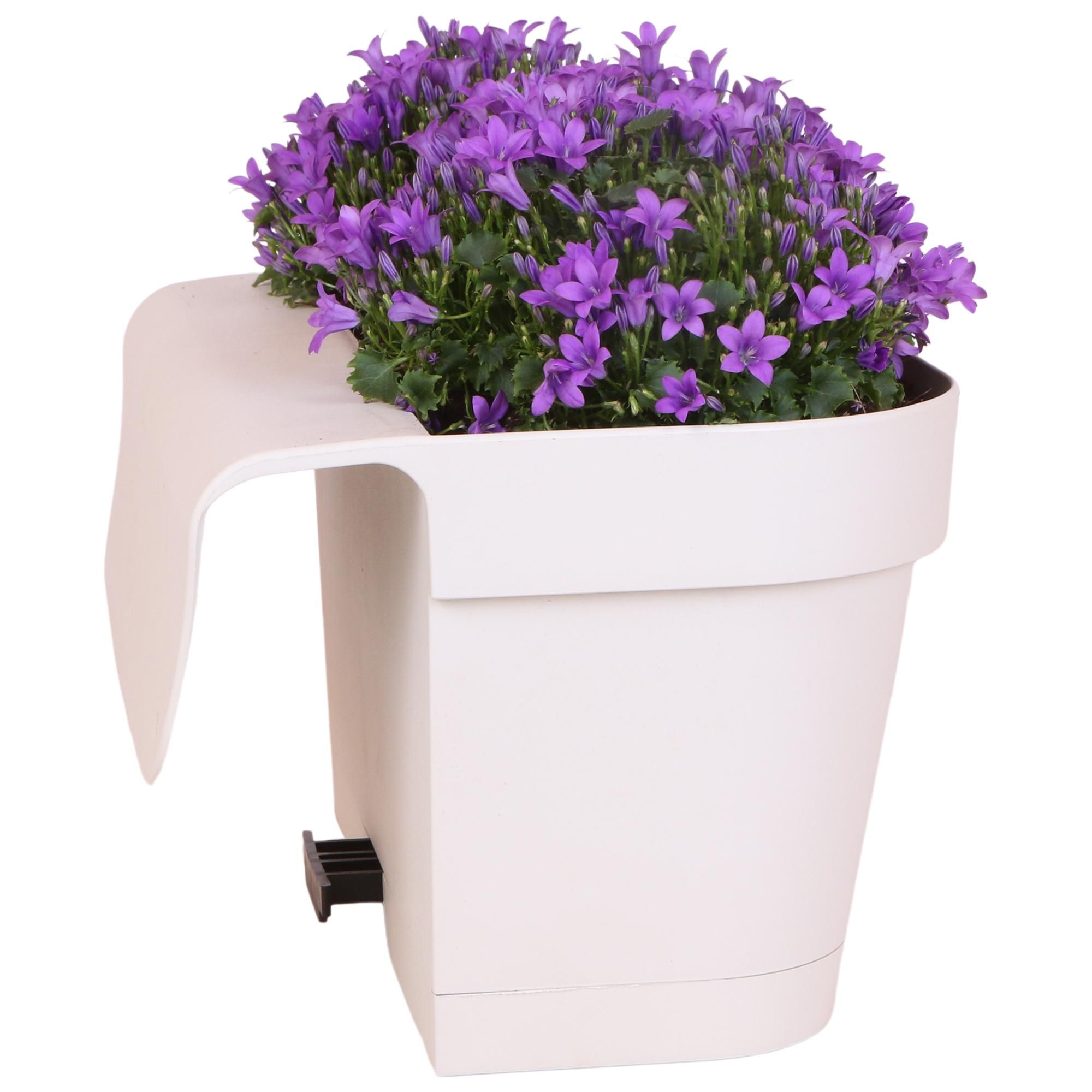 Weißer Balkonpflanzer mit Campanula Glockenblumen