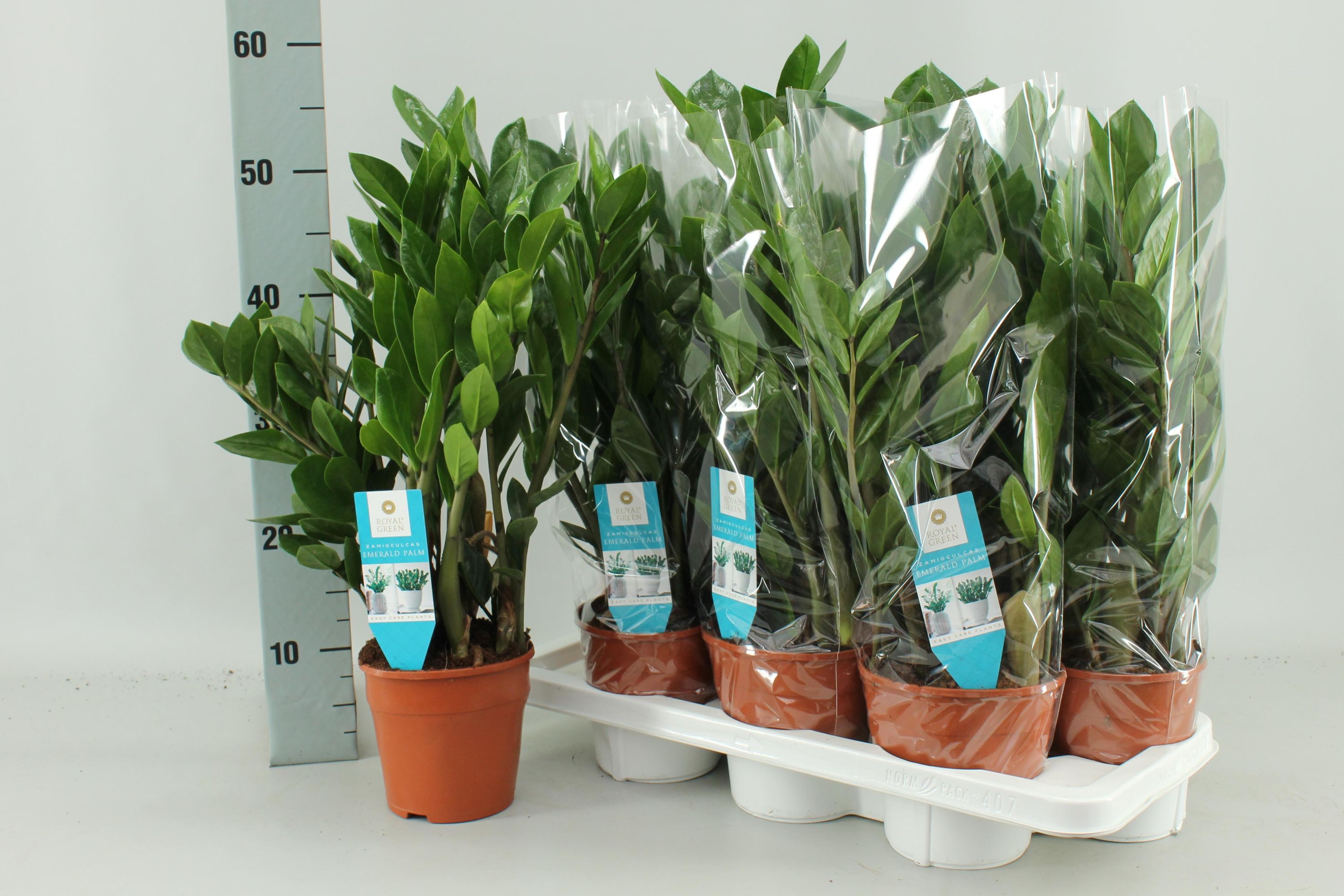 Zamioculcas Zamiifolia Zimmerpflanze