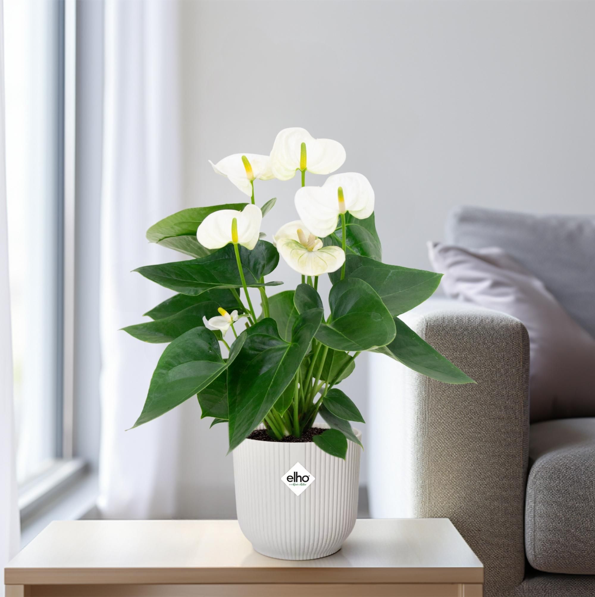 Anthurium White - Elegante Zimmerpflanze mit Herzblättern