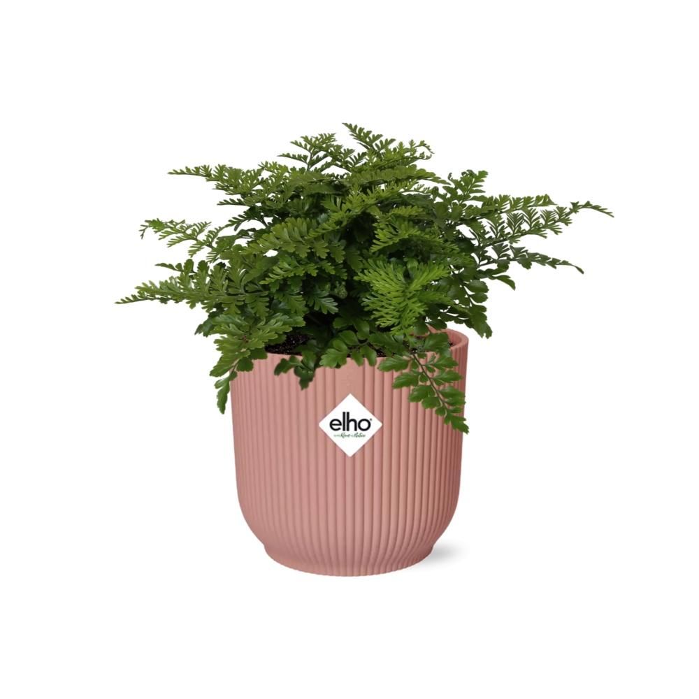 Asplenium Farnkraut in dekorativem ELHO Vibes Fold Topf