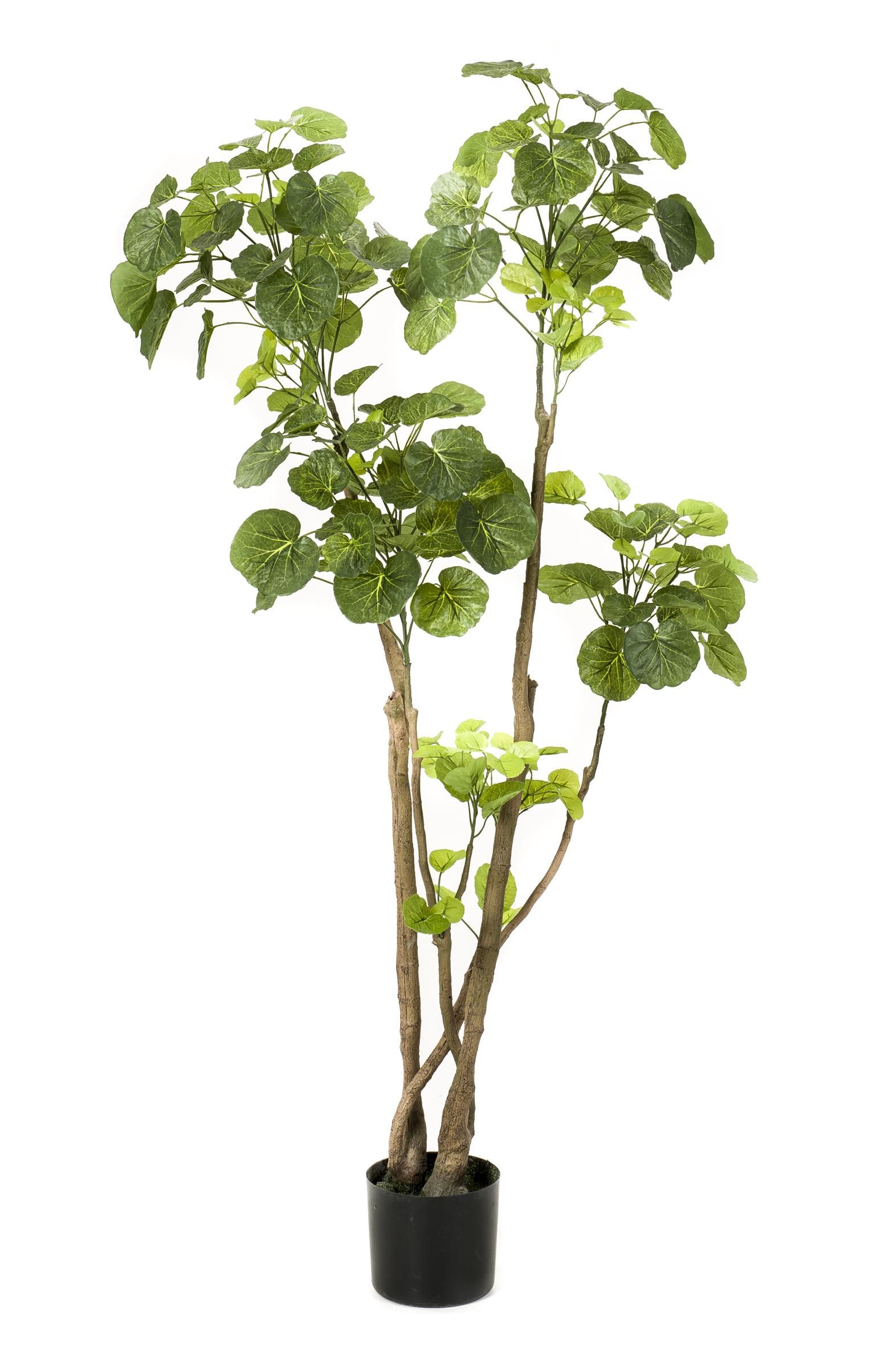 Kunstpflanze Polyscias Aralia mit vielen Blättern