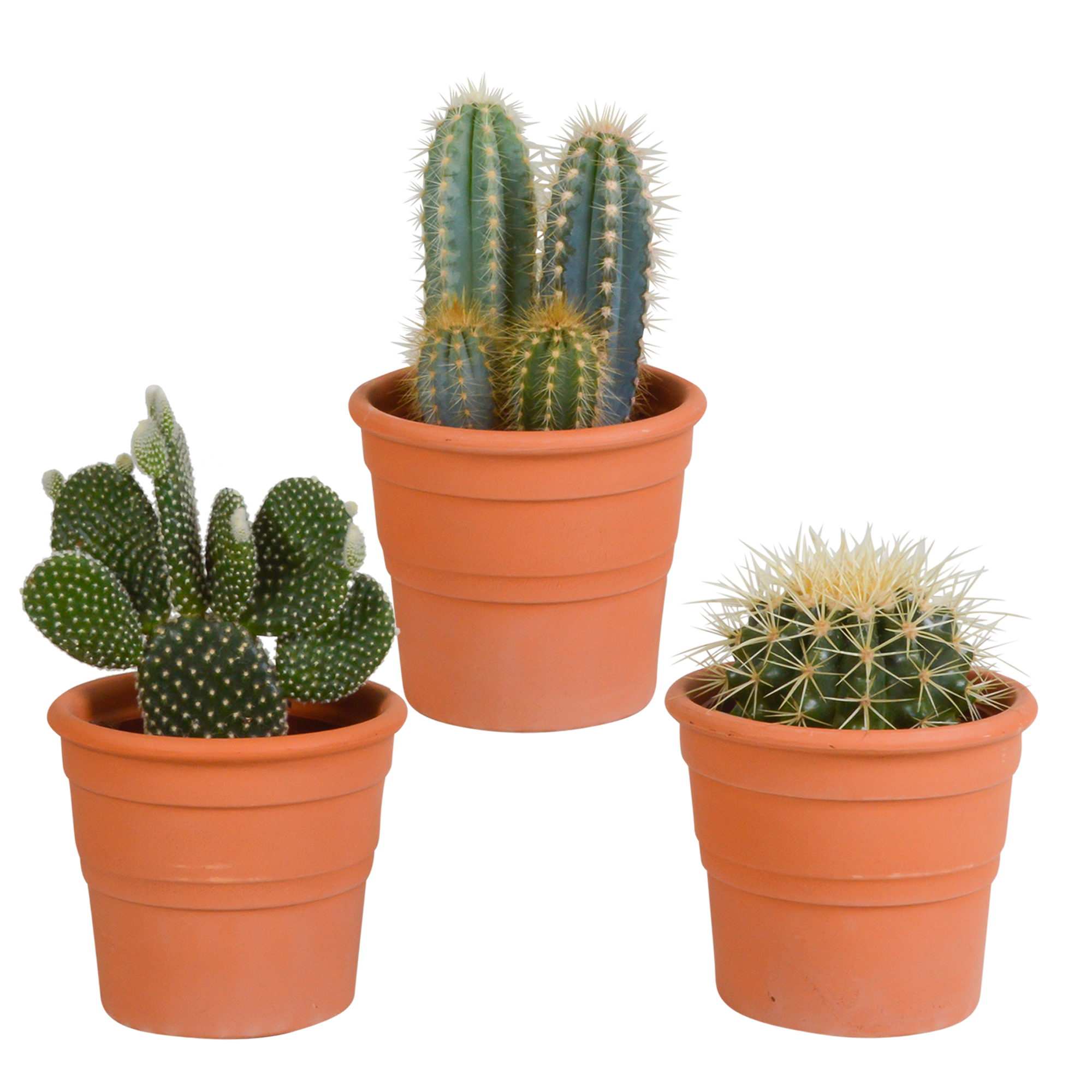 Kakteenmischung 10,5 cm – 3 Stück – Terracotta Topf