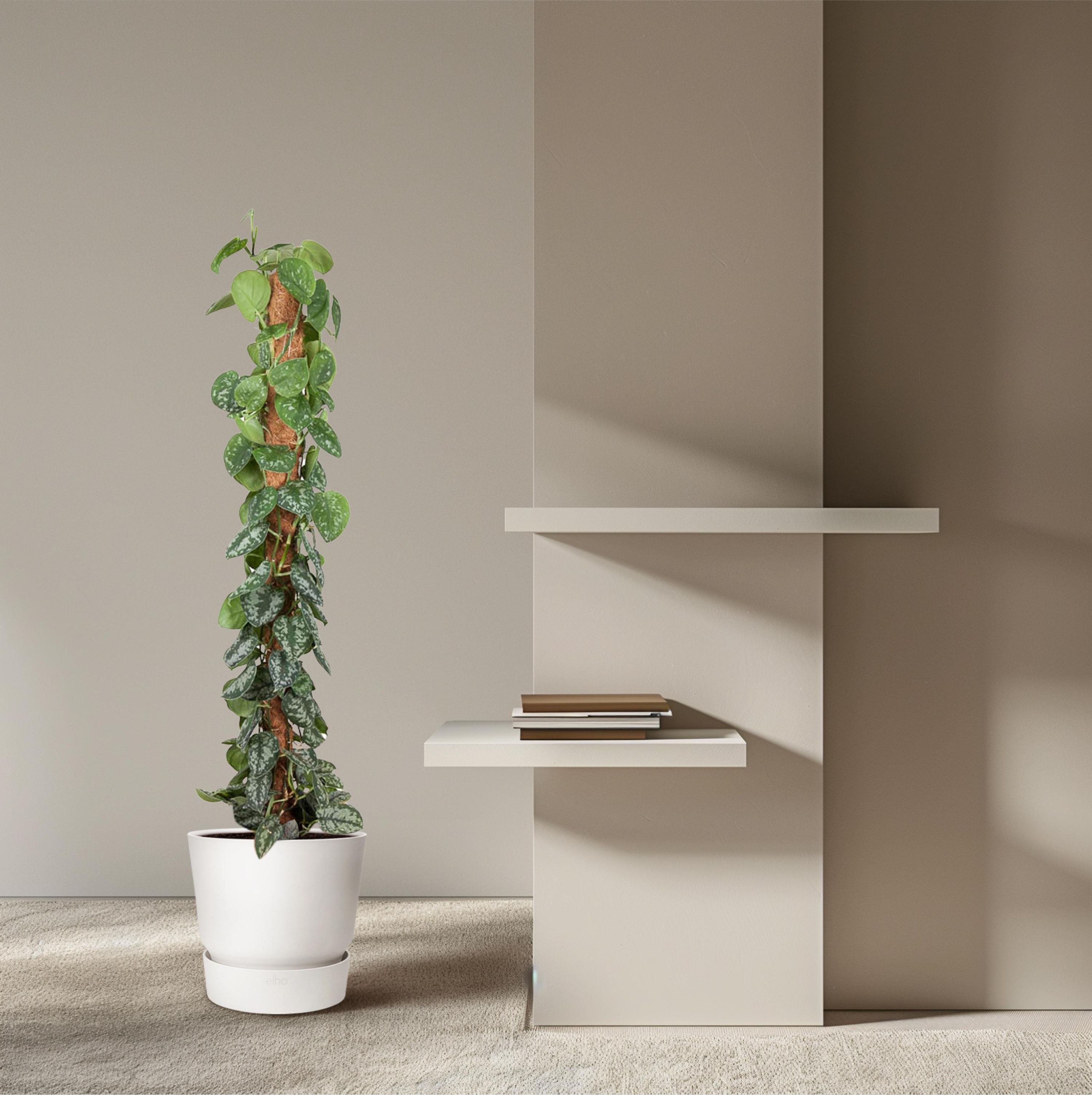 Epipremnum Pictus Trebie Kletterpflanze mit silbernen Blattflecken