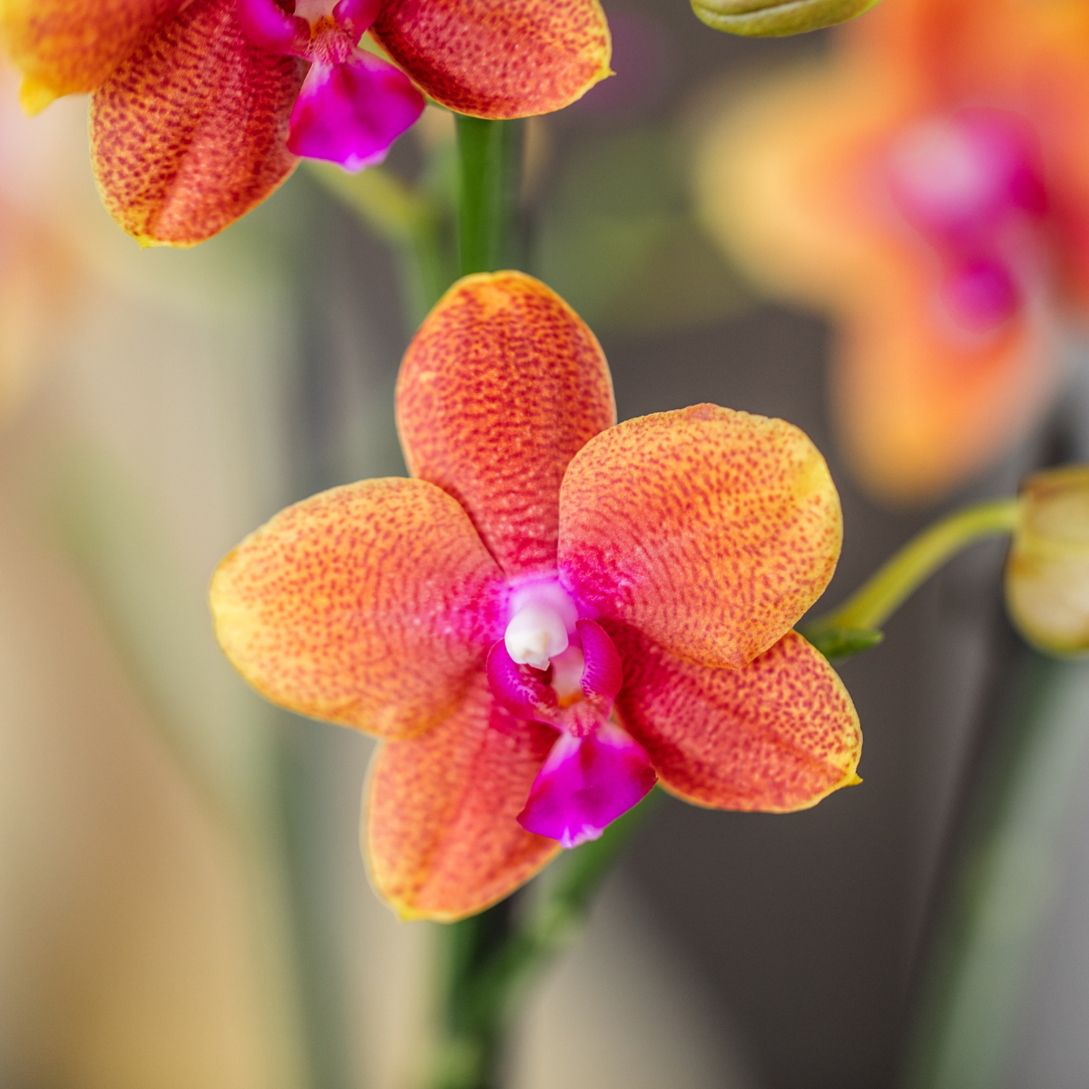 Kombi Angebot | 4 duftende orange Phalaenopsis Orchideen – Ø12cm Topf