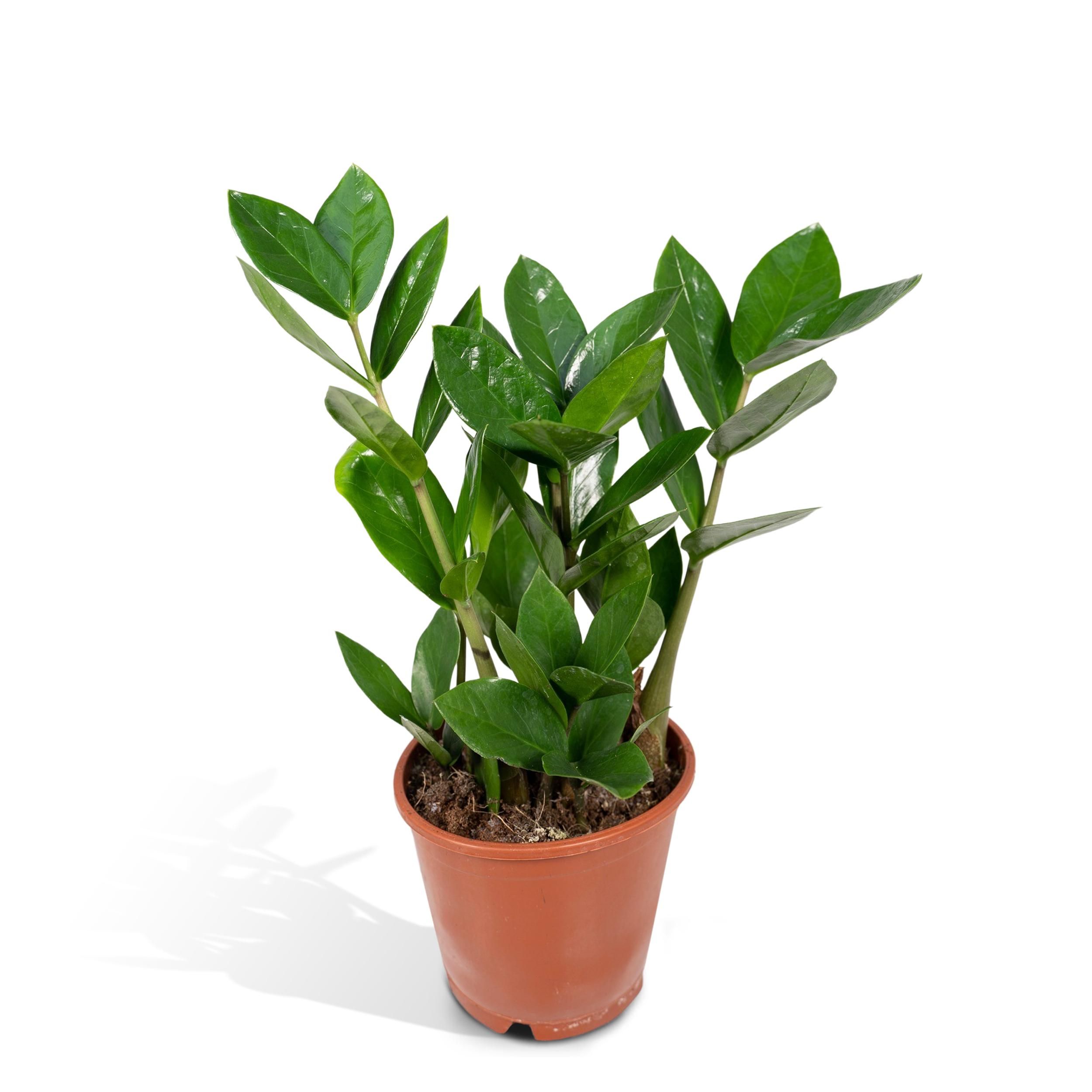 Zamioculcas Pflanze für Innen