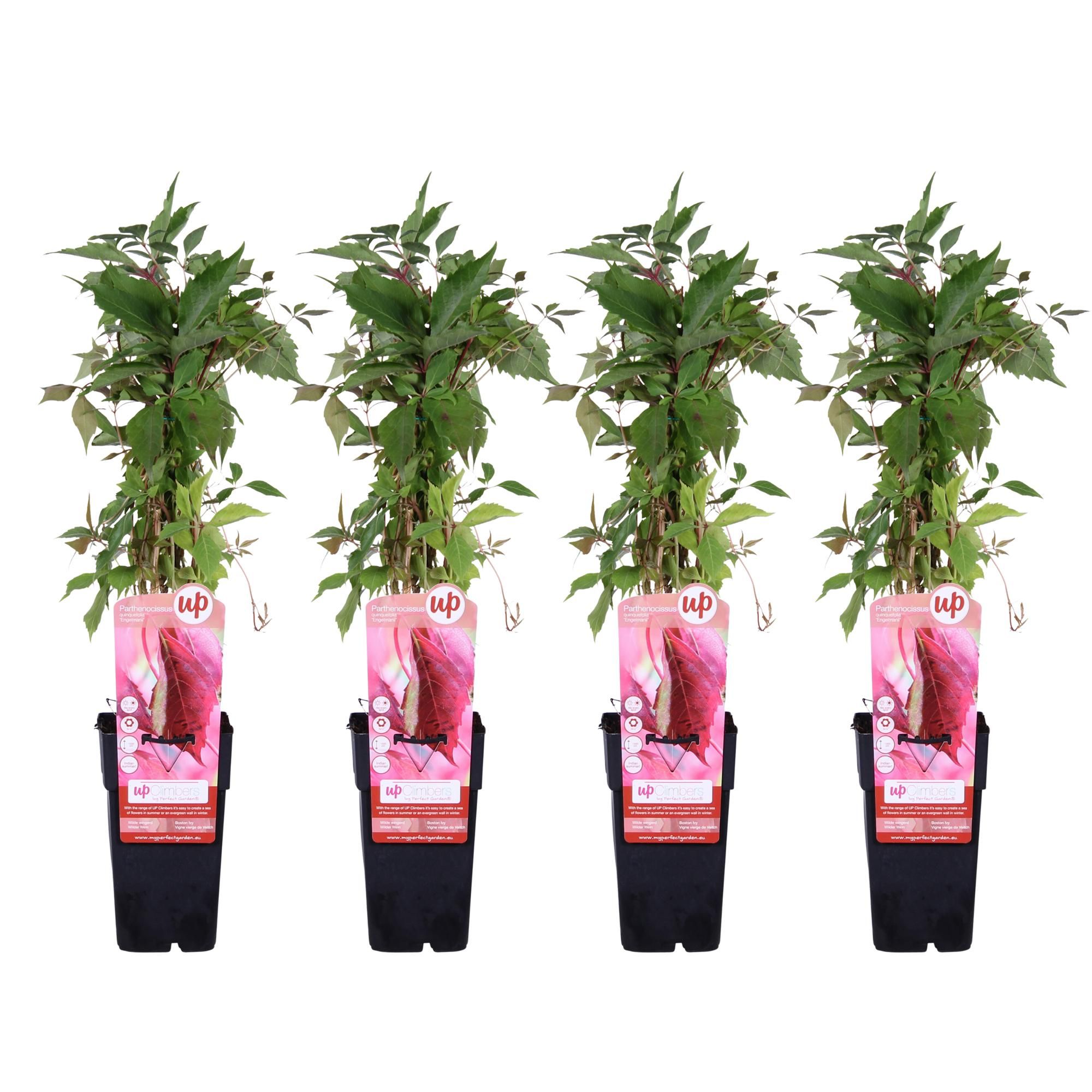 Parthenocissus Engelmannii Kletterpflanze