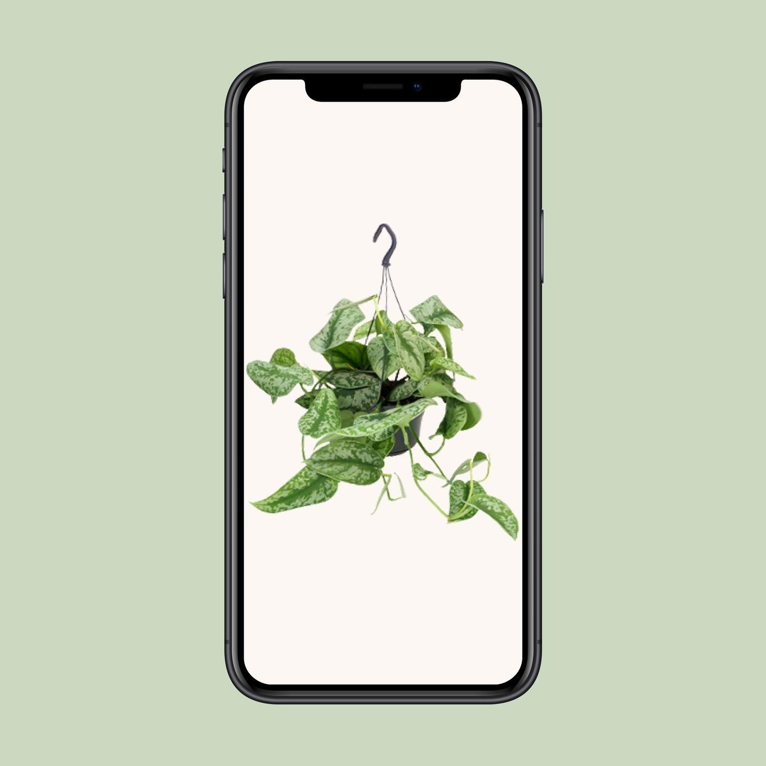 Scindapsus Pictus Trebie Zimmerpflanze