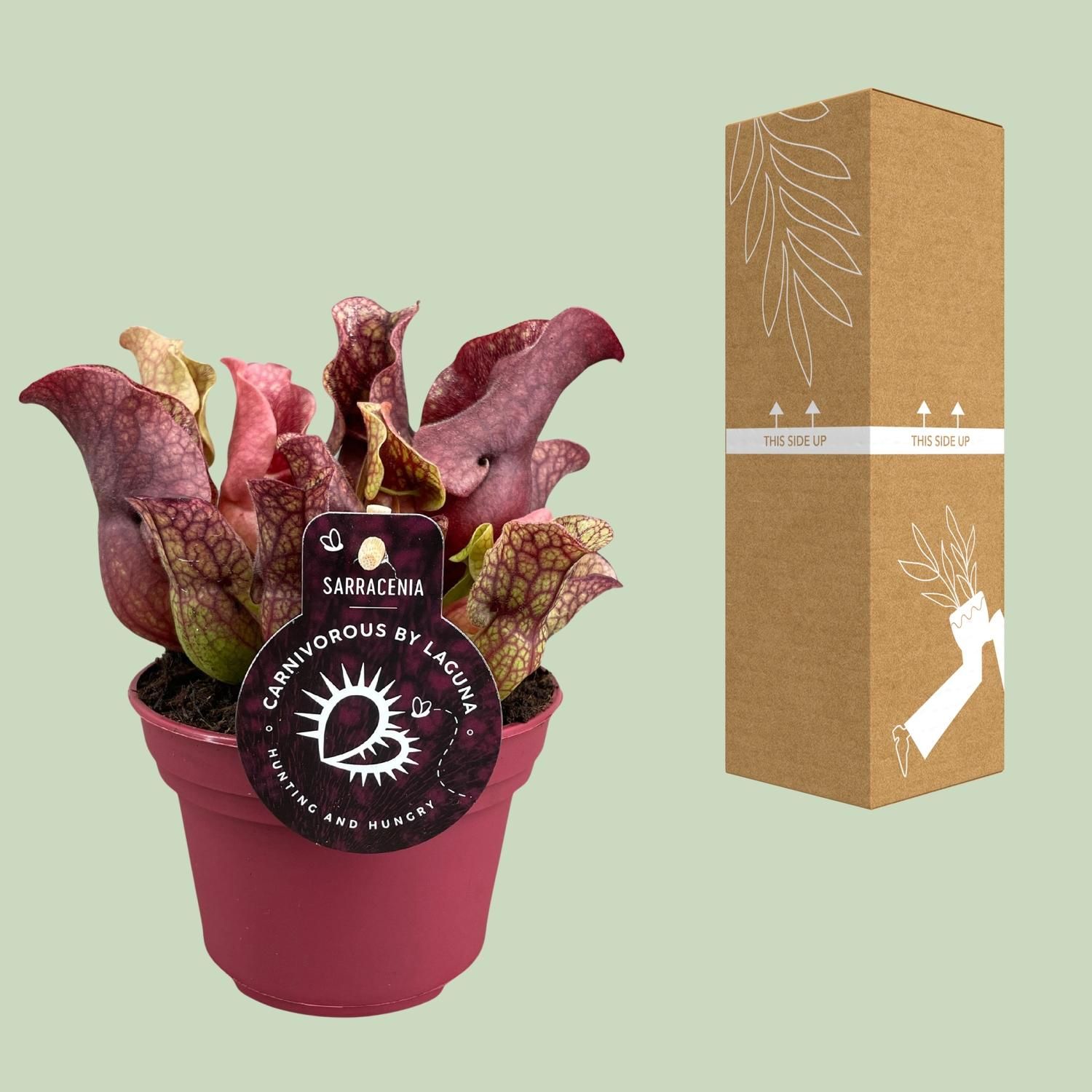 Sarracenia Zimmerpflanze mit einzigartigen Schlauchblättern