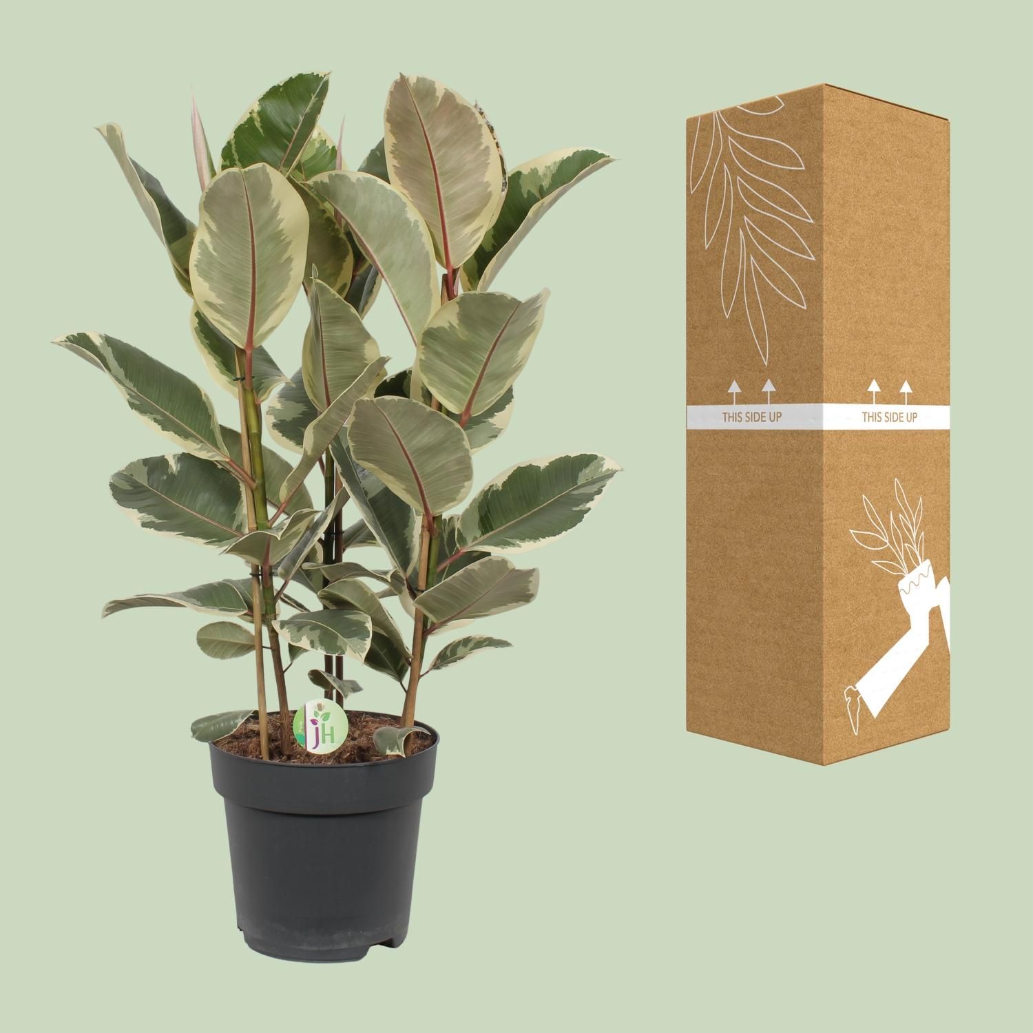 Ficus Tineke Zimmerpflanze
