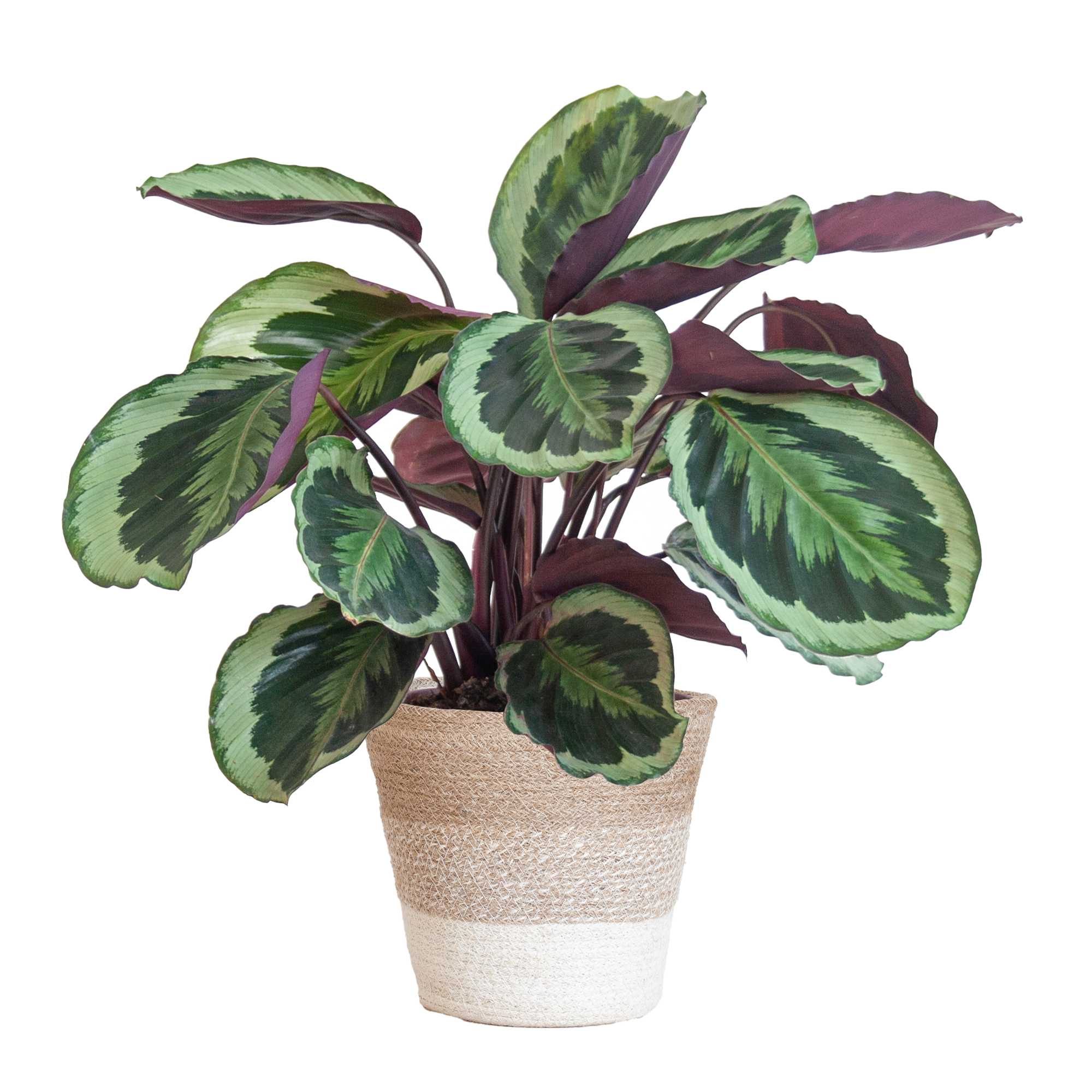 Calathea Medaillon Zimmerpflanze mit weißem Lissabon-Korb