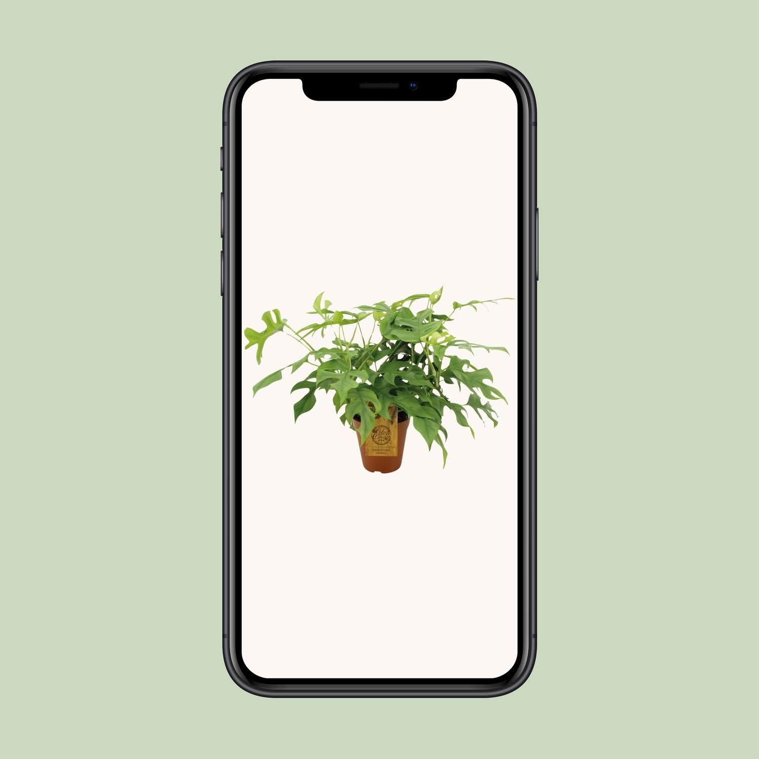 Monstera Minima Zimmerpflanze mit dekorativen Blättern