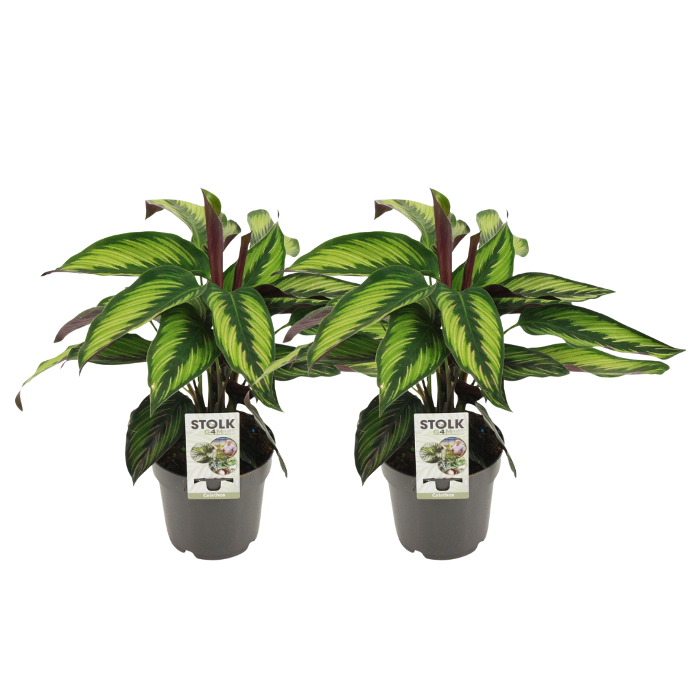 Calathea Majestica Princeps – 2 Stück – Topf Ø14cm – Höhe 45cm