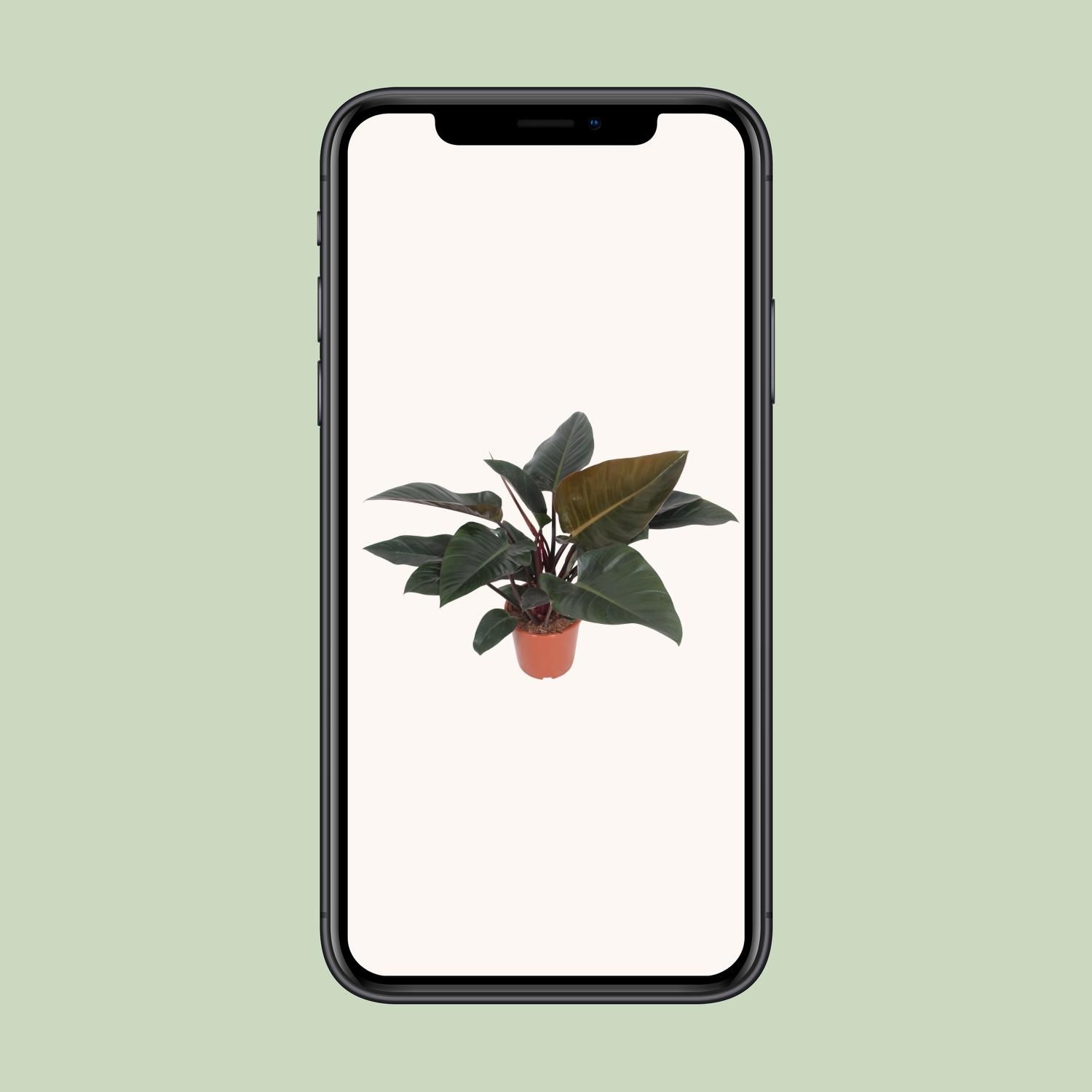 Philodendron Congo Red Zimmerpflanze